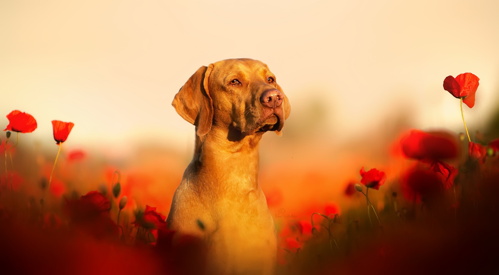 Vizsla dog in a field of poppies HD Wallpaper