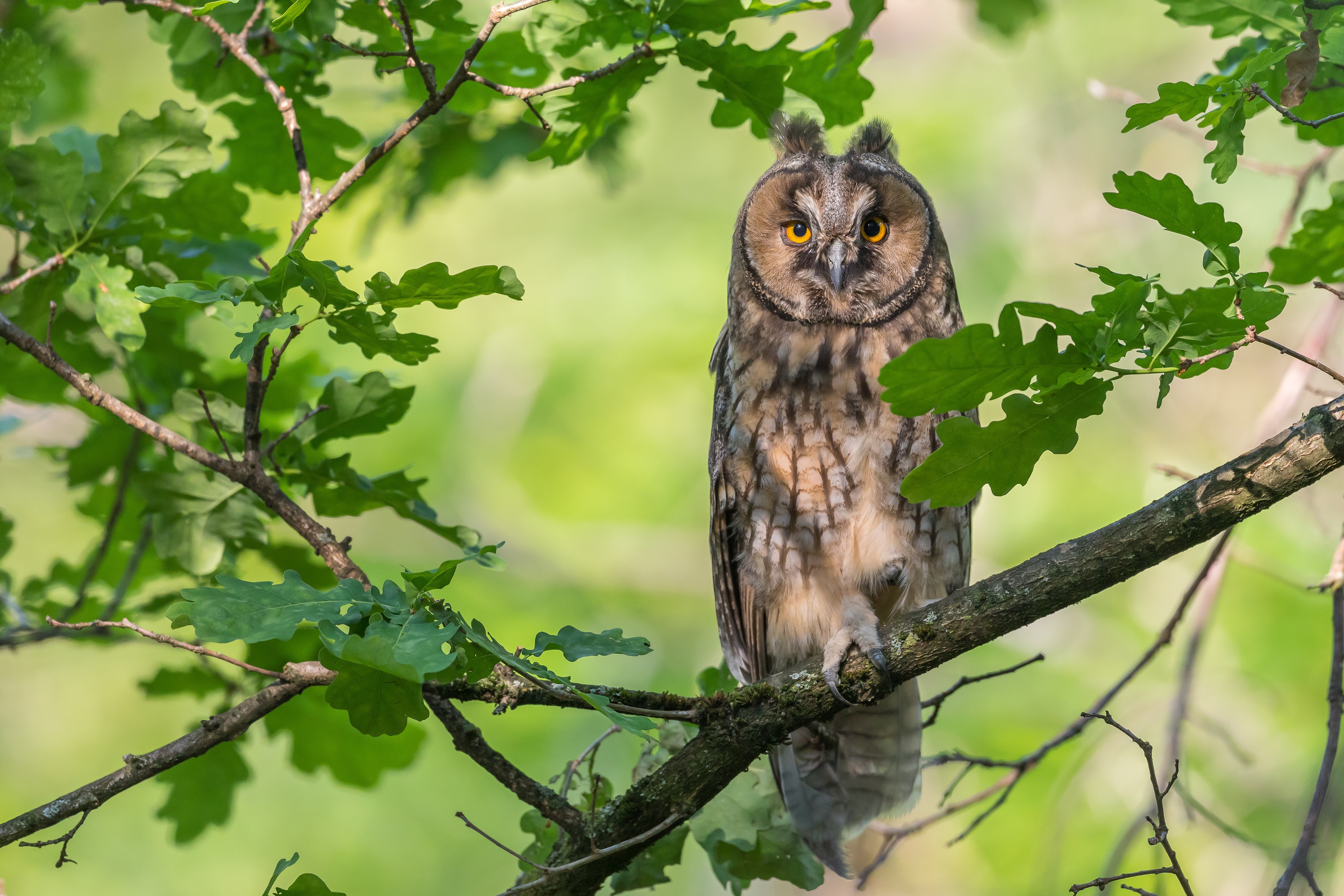 Long-Eared Owl perched on a branch HD Wallpaper