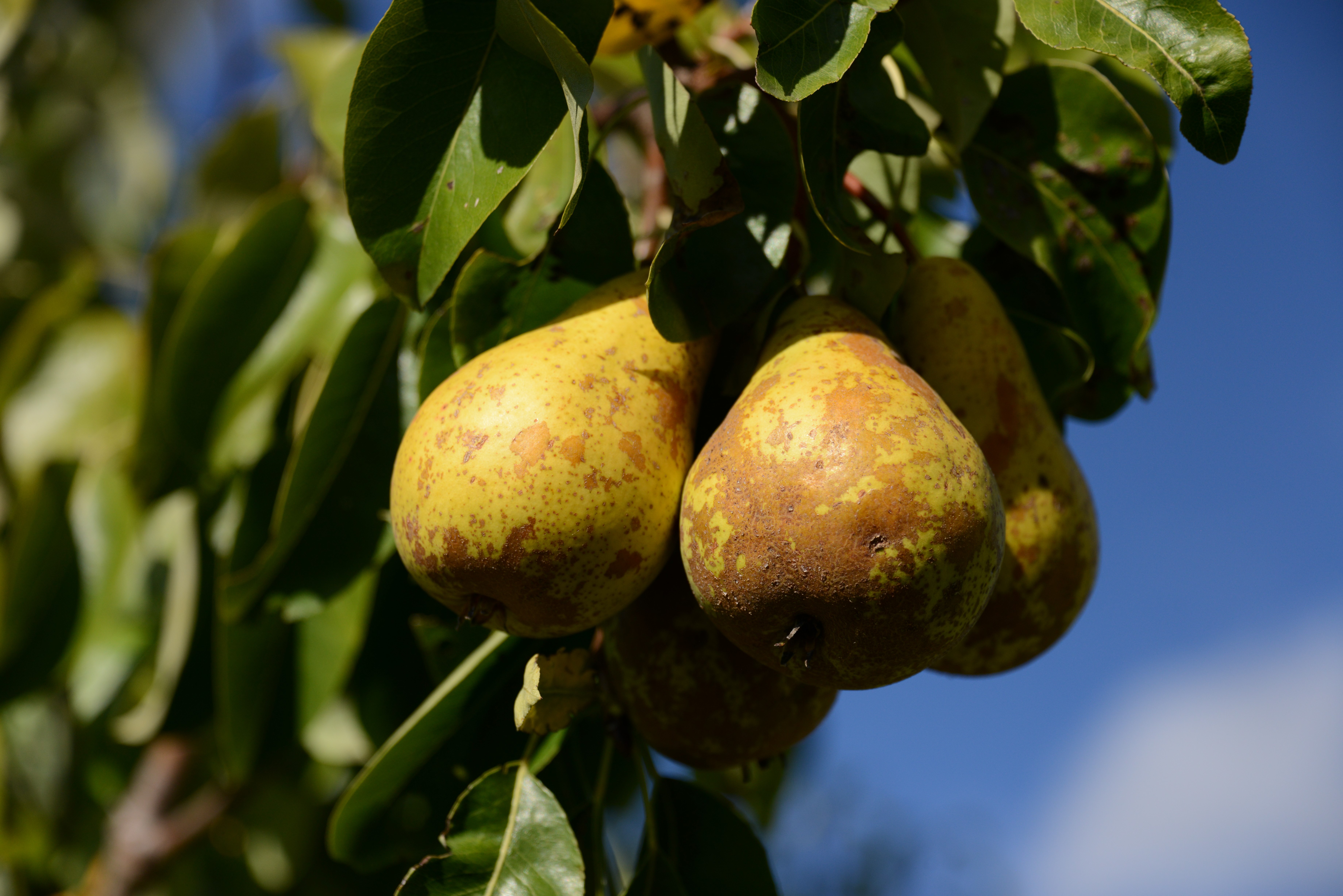 Pears on a tree branch HD Wallpaper