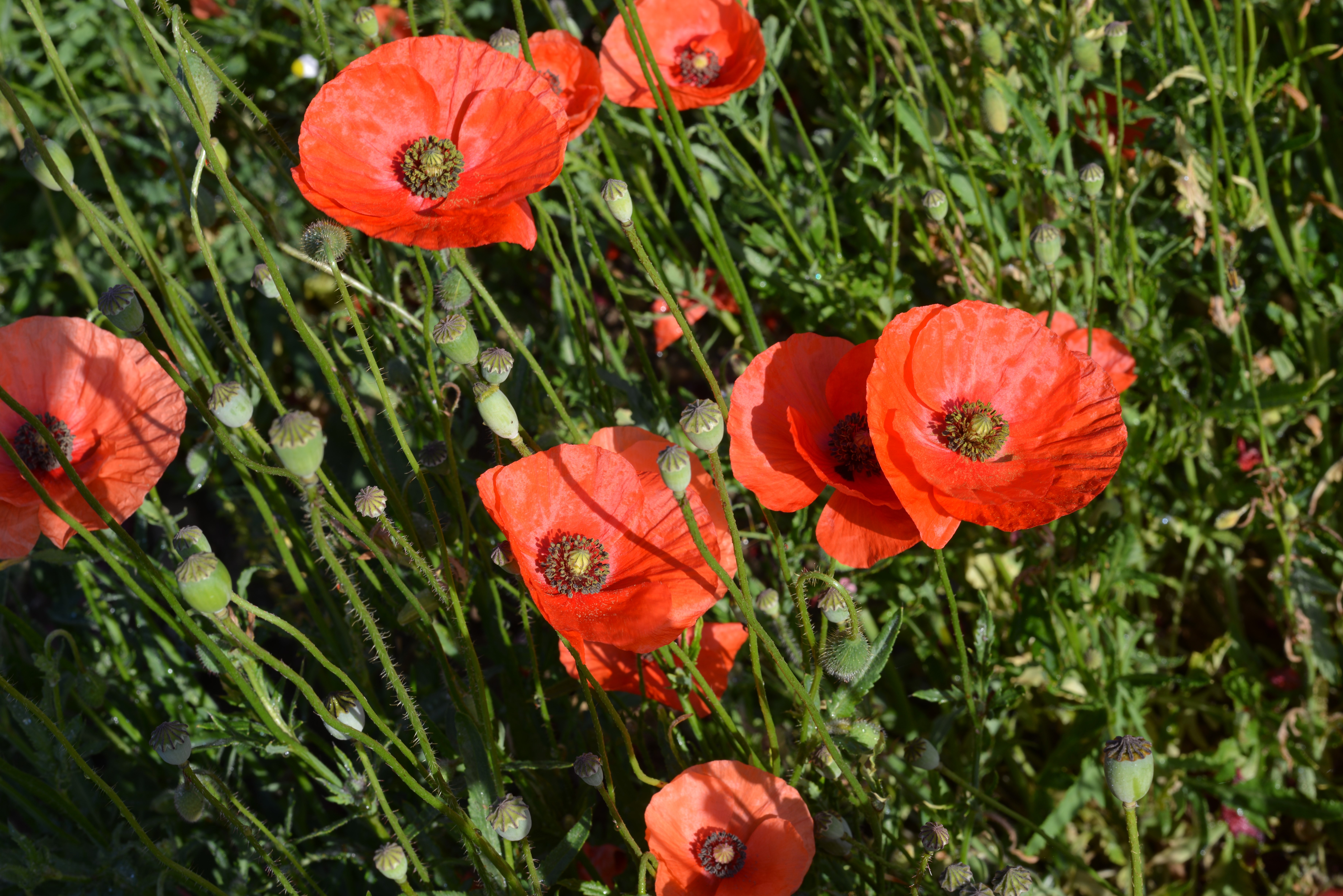 Papaver rhoeas (Corn Rose) in a Field HD Wallpaper