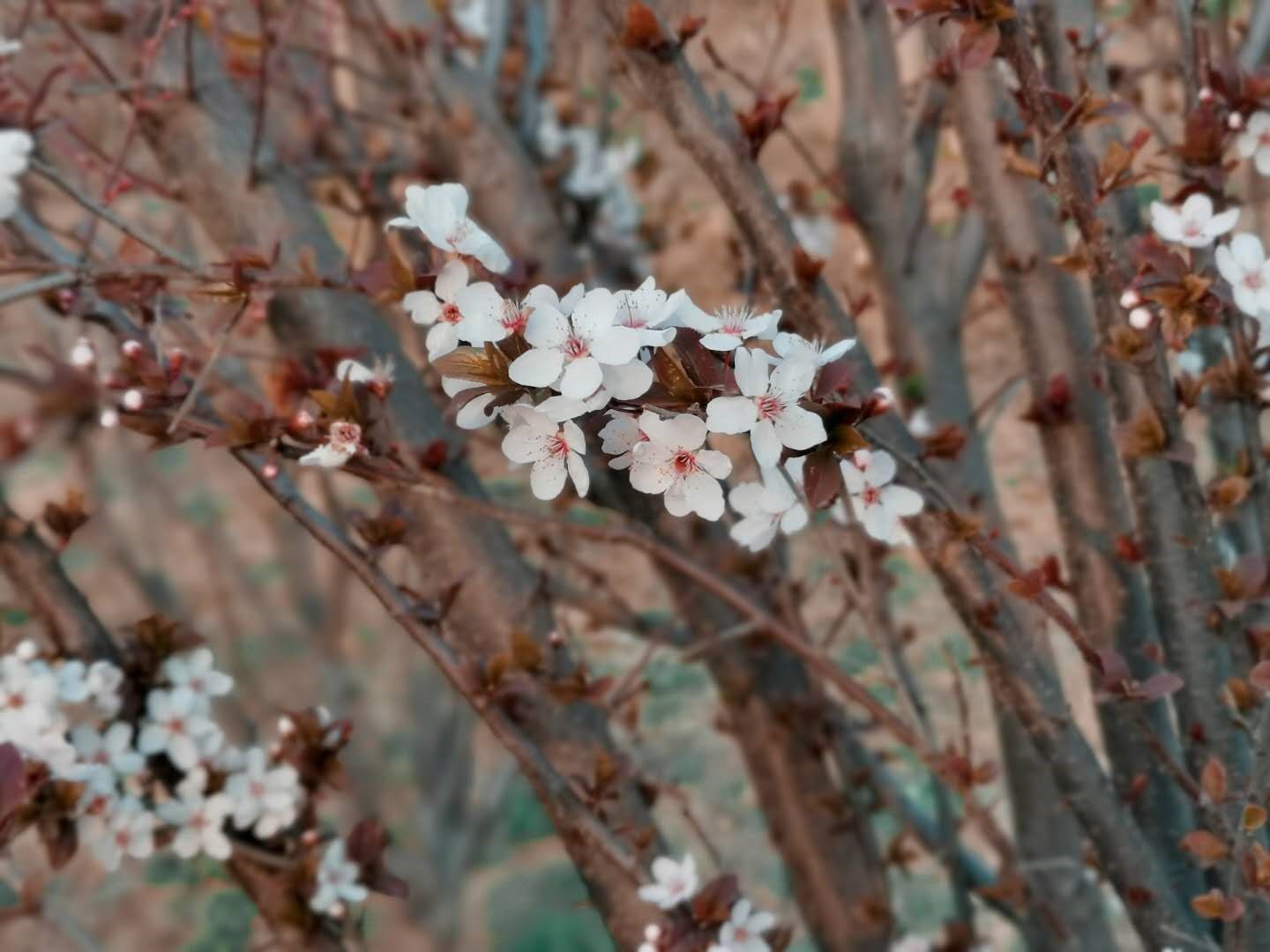 White cherry blossoms on a tree branch HD Wallpaper