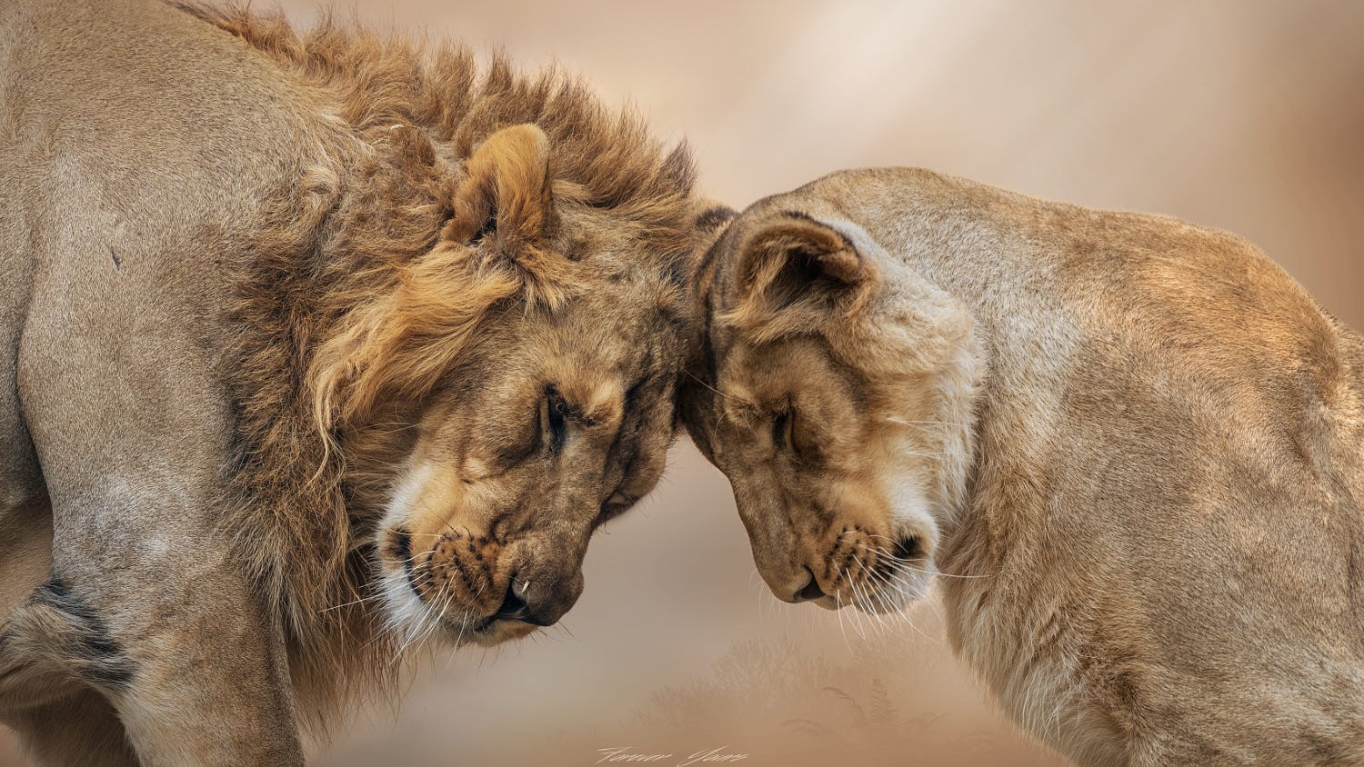 Lion and lioness touching foreheads HD Wallpaper