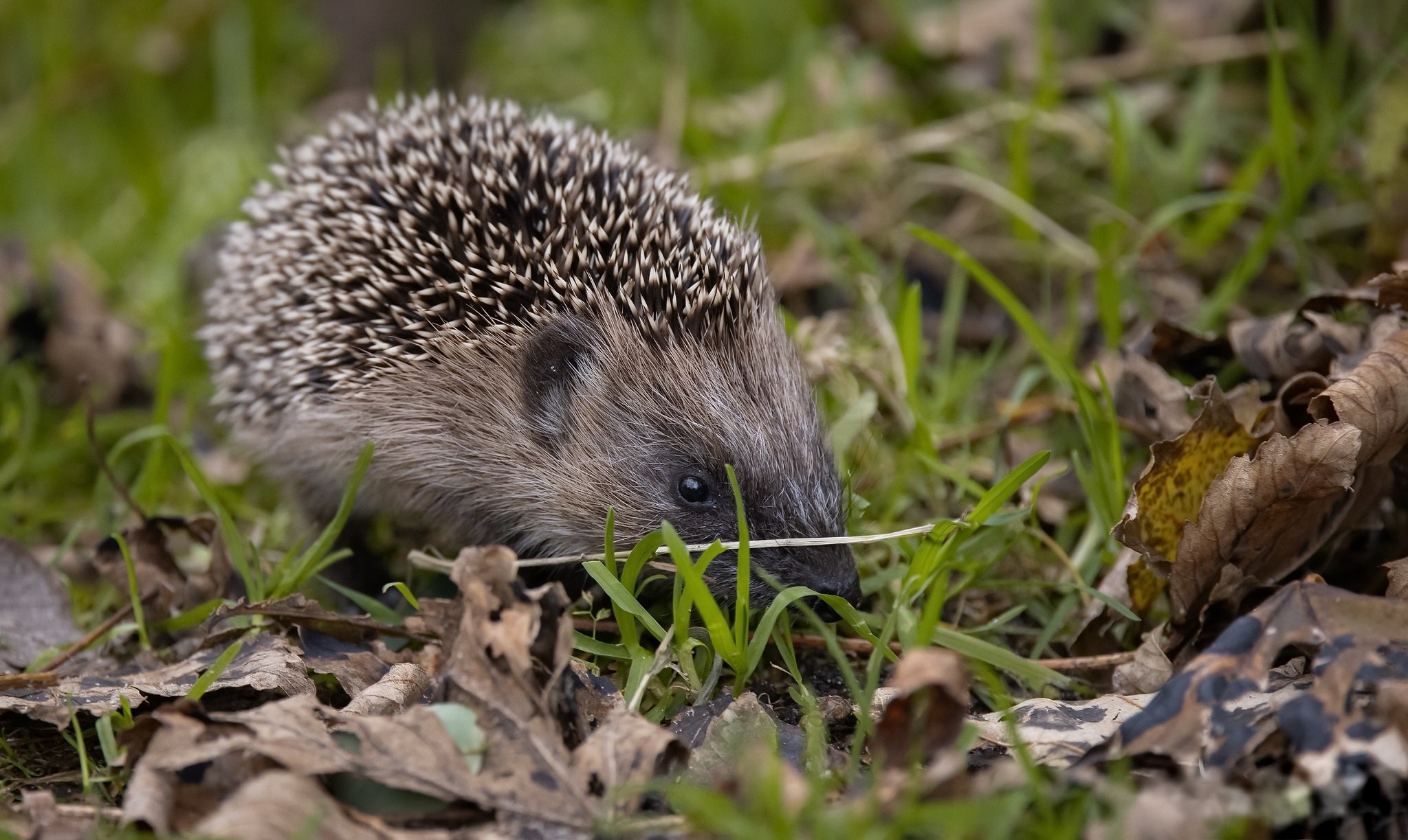 Hedgehog foraging in grass and fallen leaves HD Wallpaper