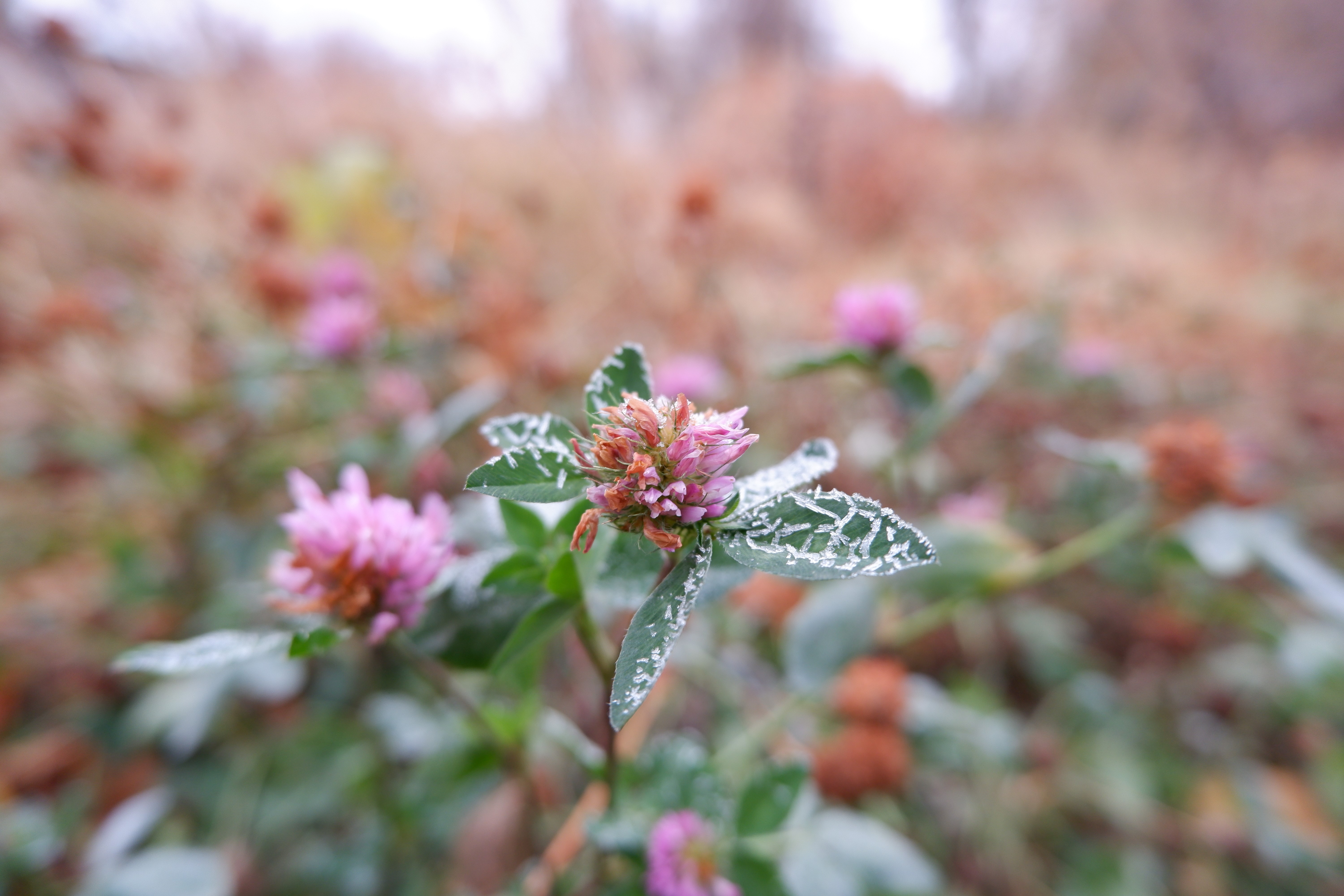 Clovers with frost in fall HD Wallpaper