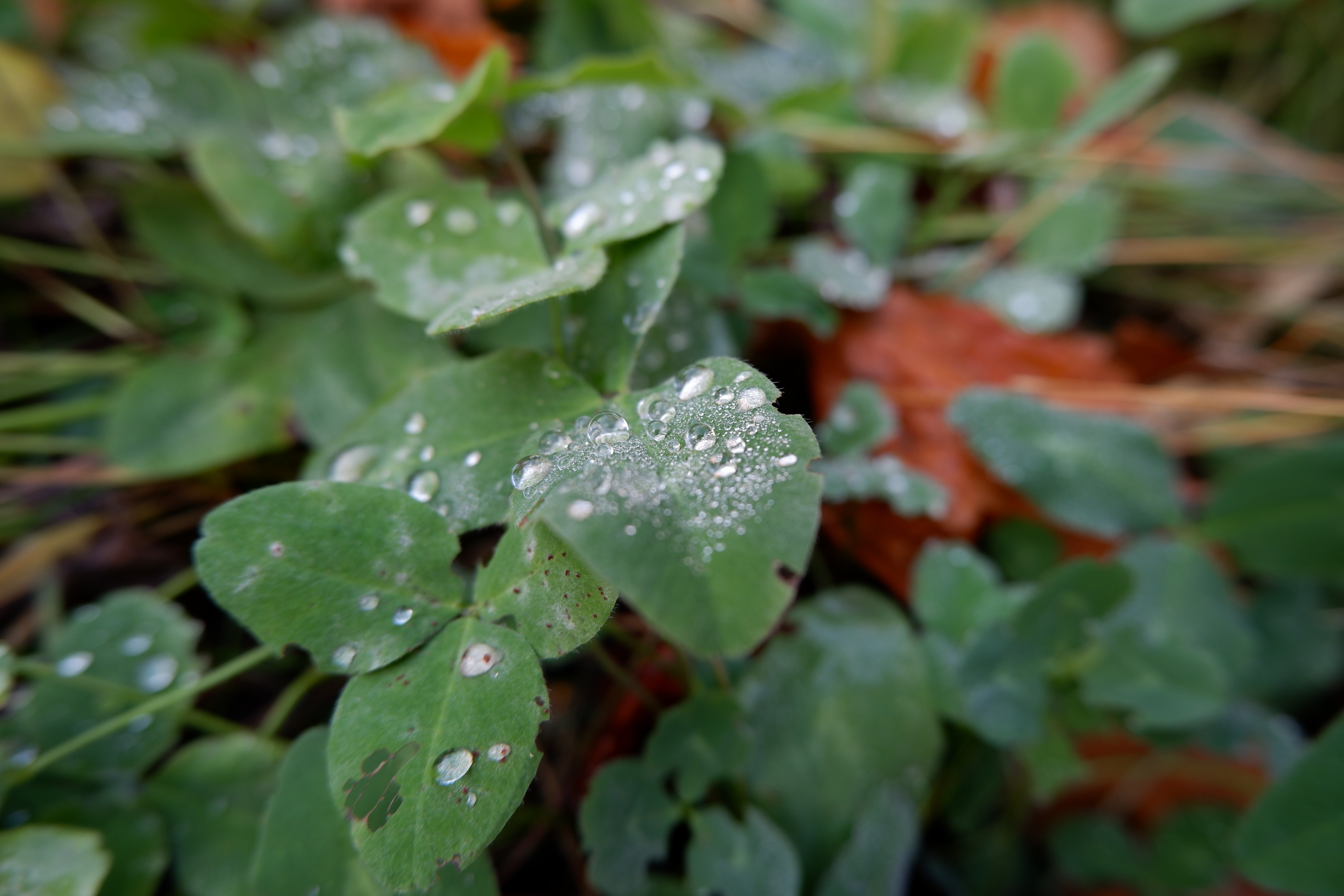 Dew drops on green leaves with fall foliage HD Wallpaper
