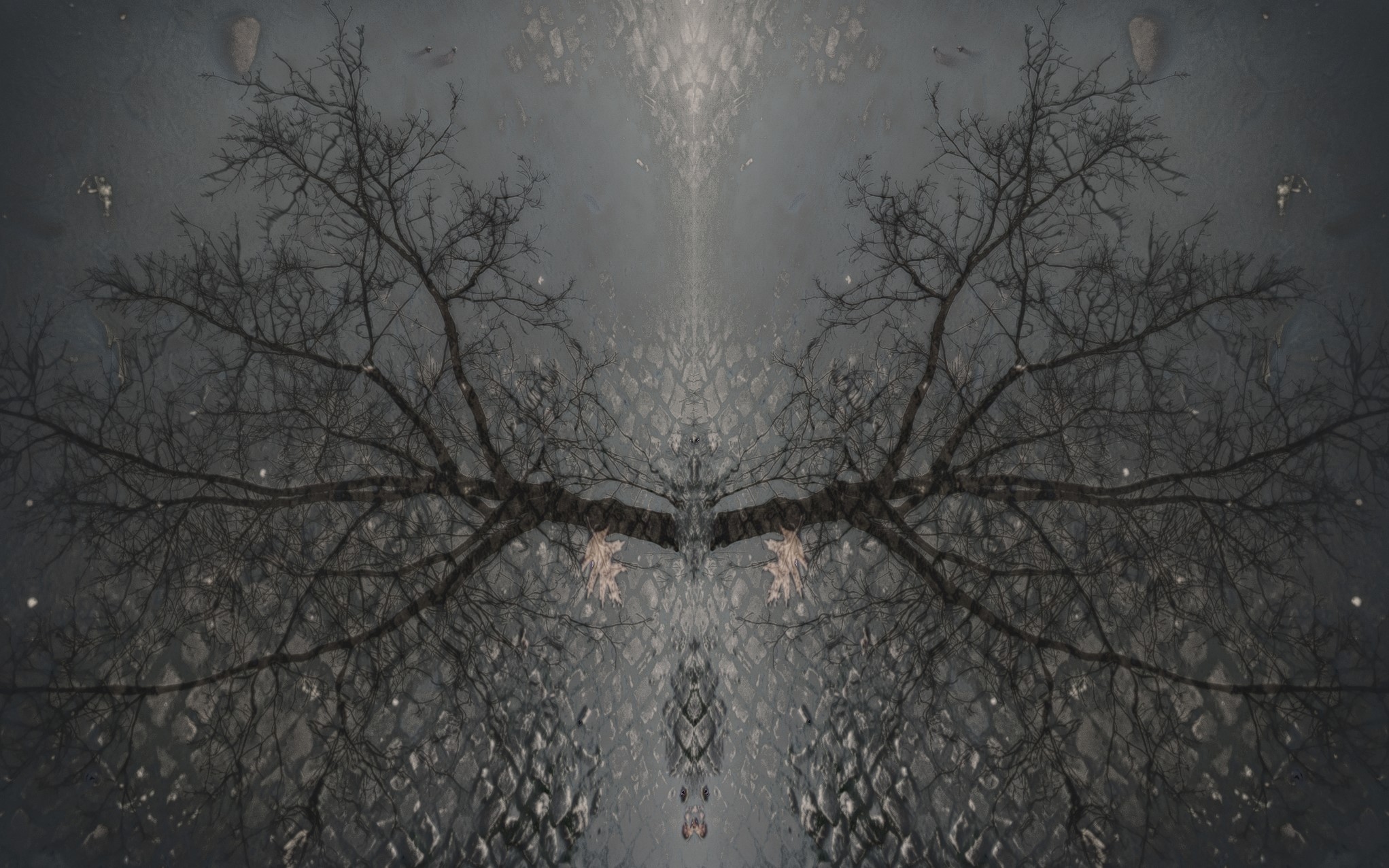 Reflection of bare tree branches and leaves on wet pavement HD Wallpaper