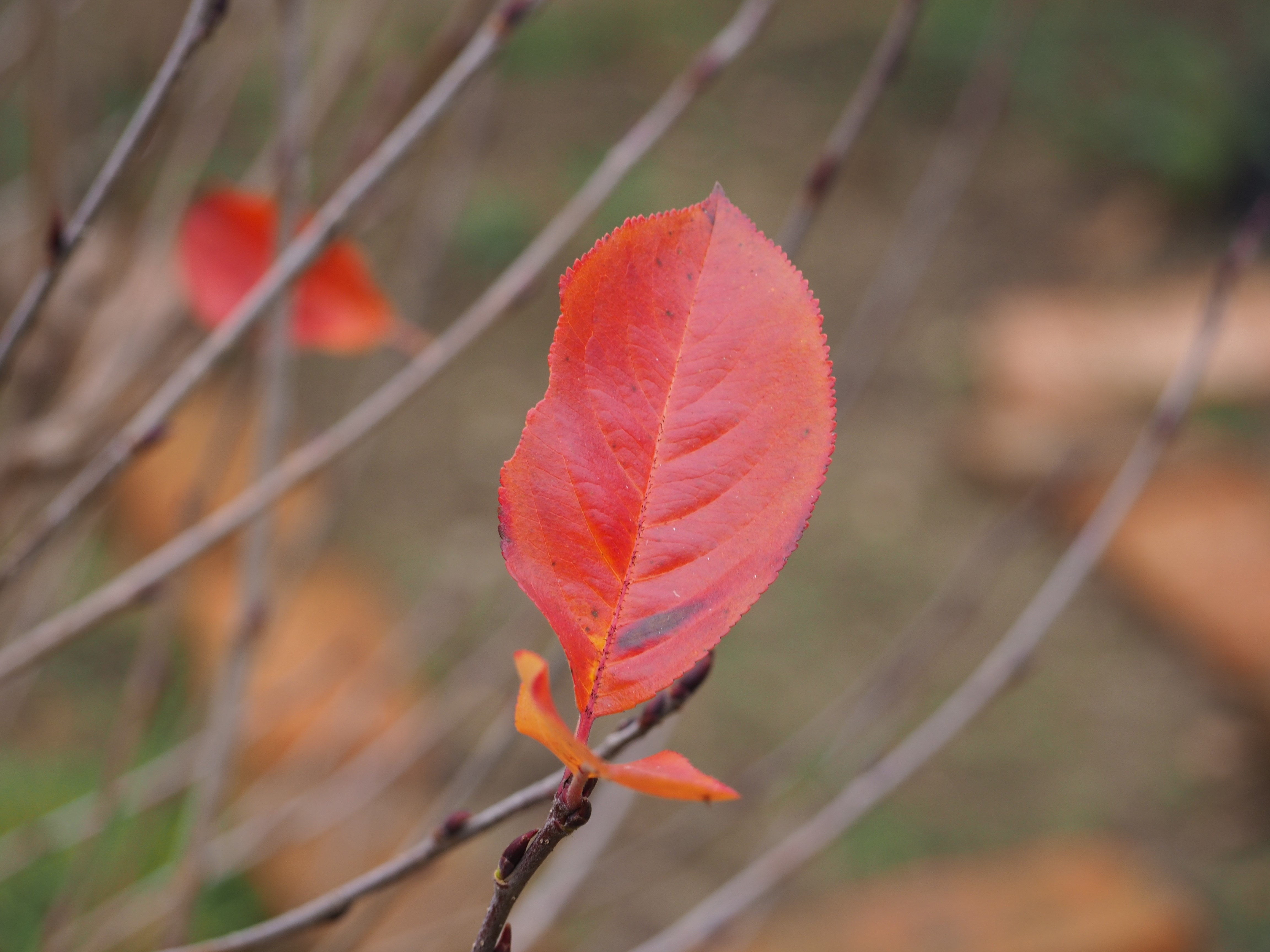 Red leaf on a branch with depth of field HD Wallpaper
