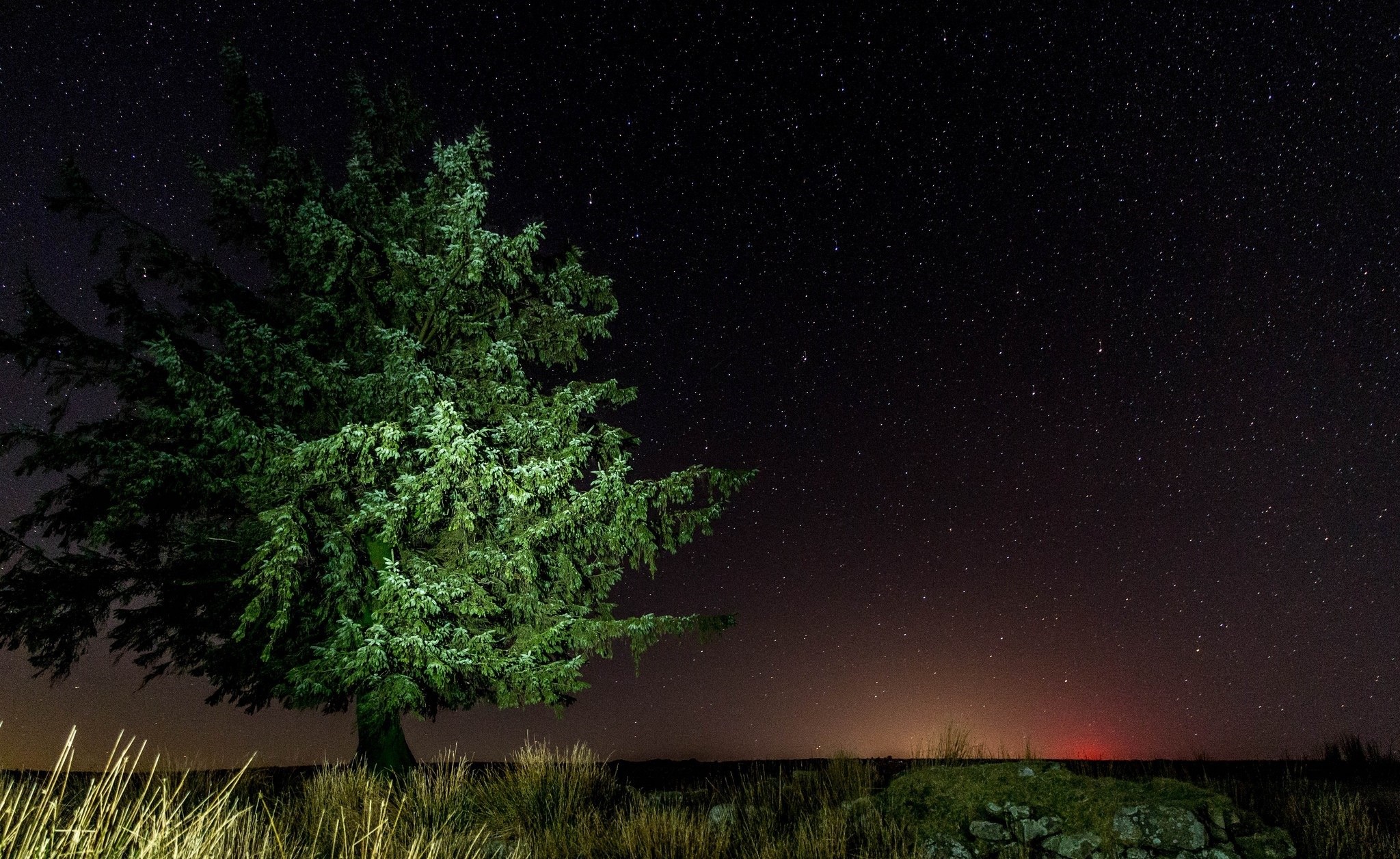 Tree under a starry night sky HD Wallpaper