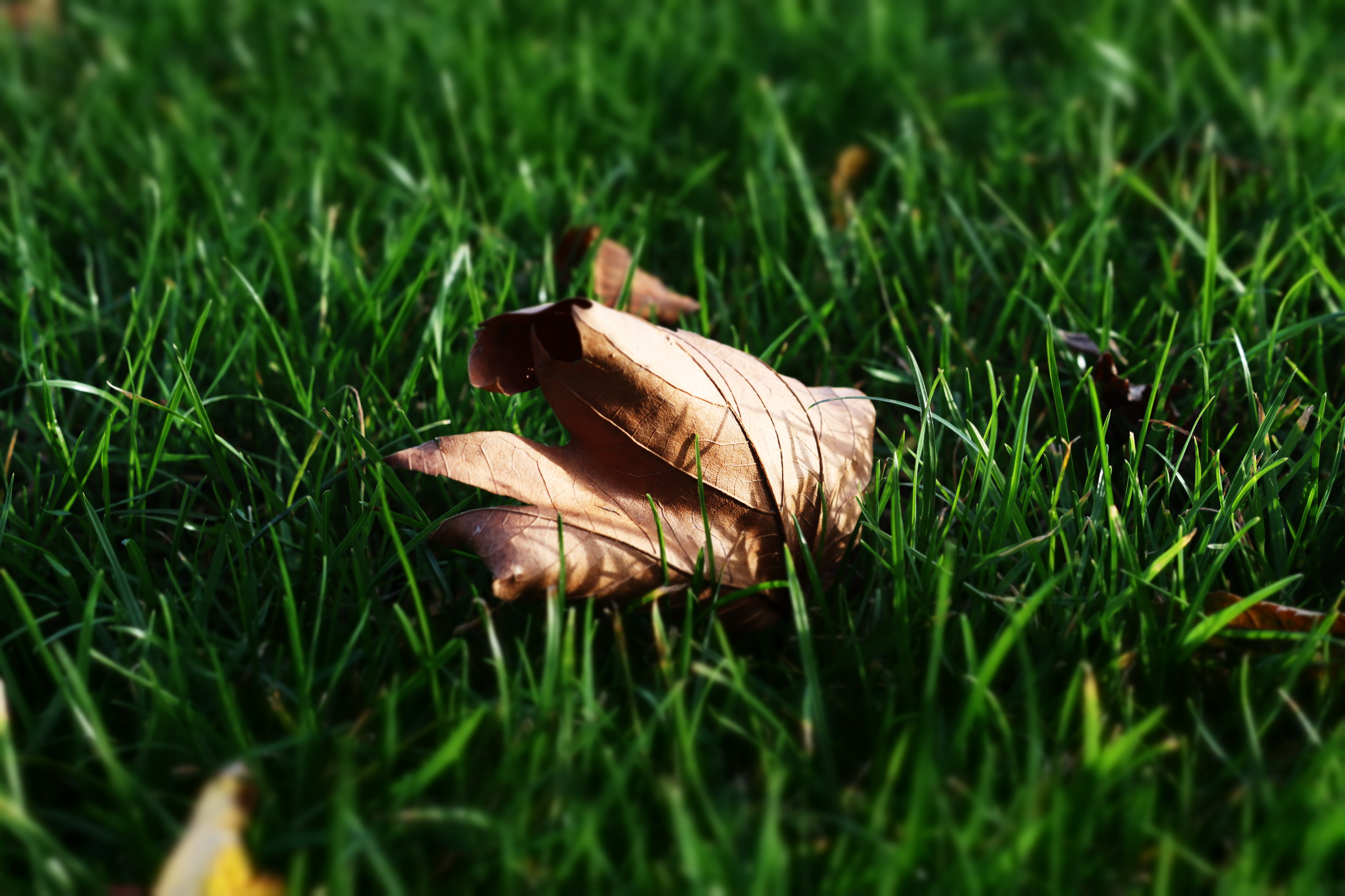 Fallen leaf on green grass HD Wallpaper