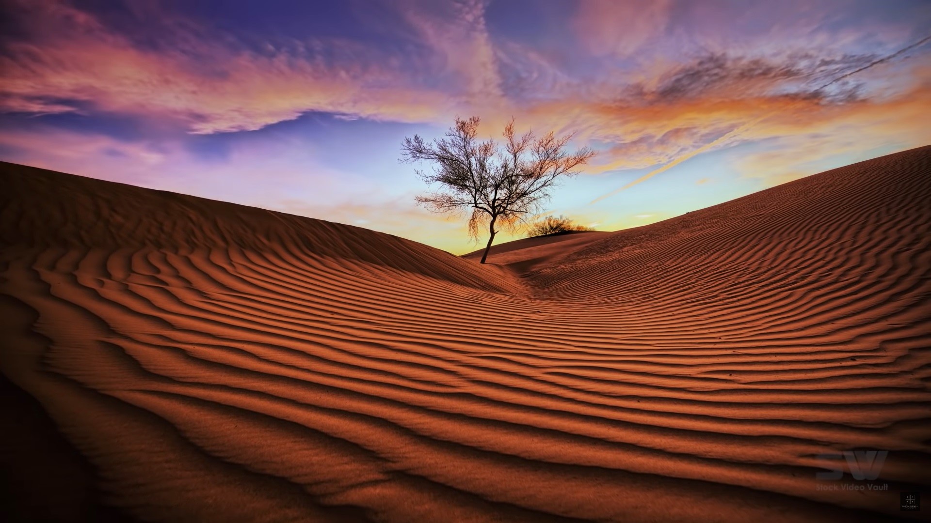 Desert dunes with a lone tree at sunset HD Wallpaper