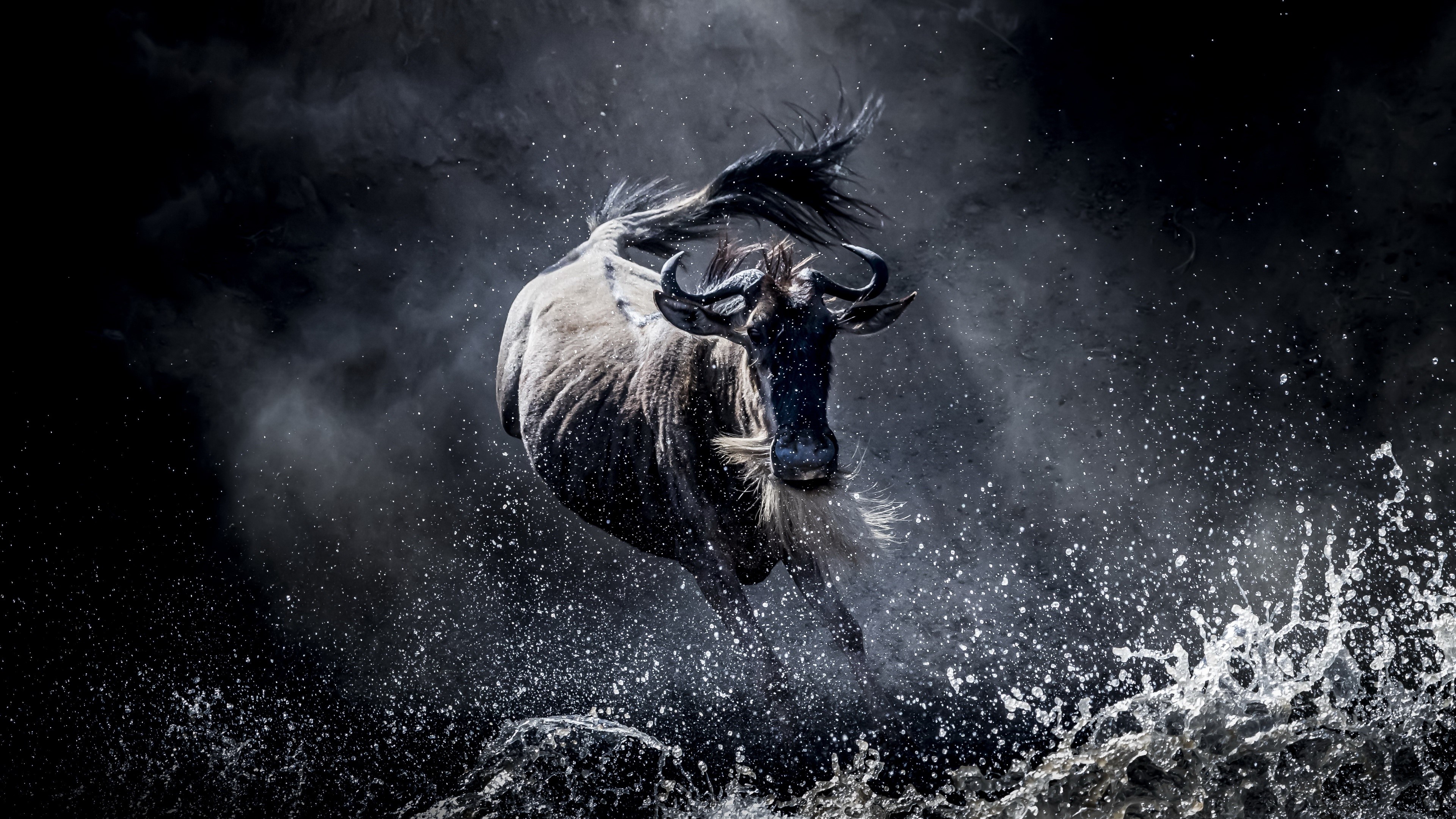 Wildebeest jumping through water HD Wallpaper