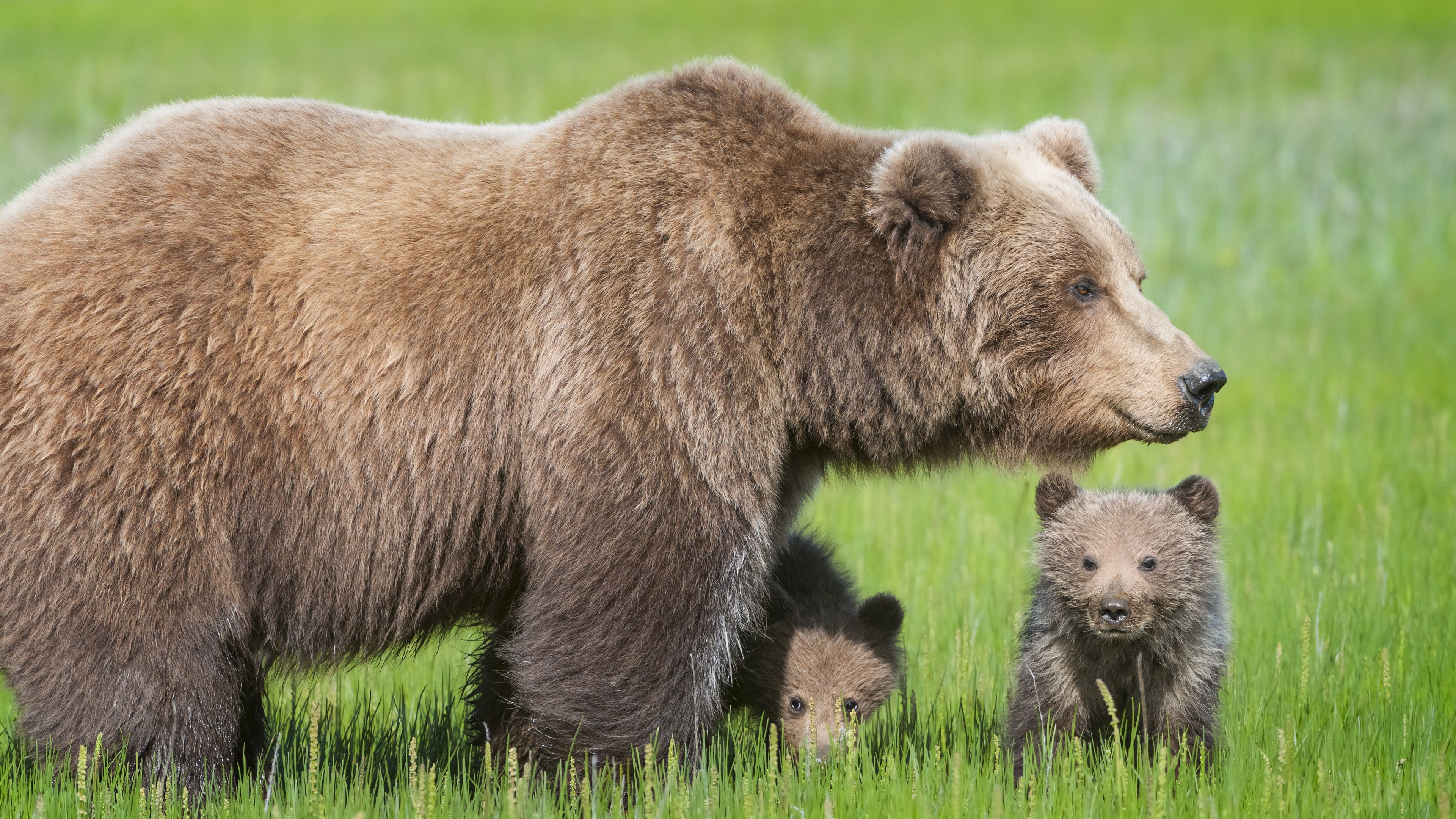 4K Brown Bears and Cubs in Green Field HD Wallpaper