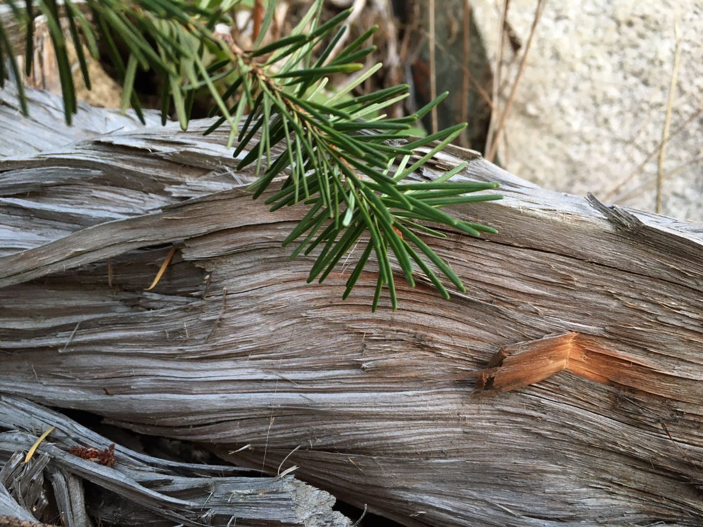 Pine needles on weathered wood HD Wallpaper