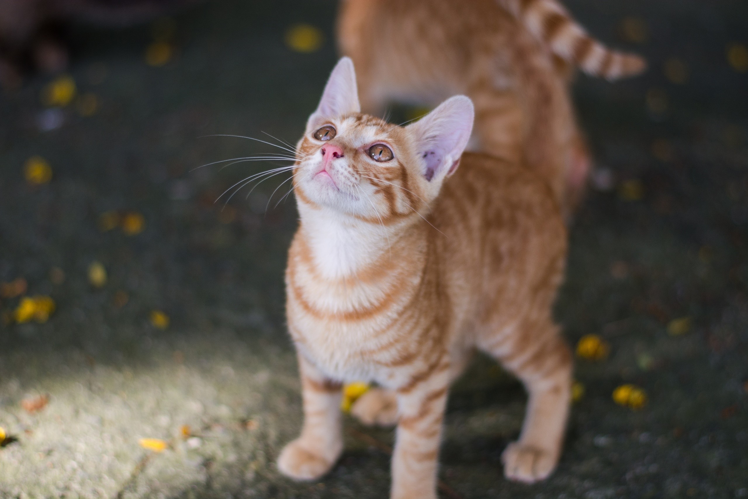 Orange tabby kitten looking up HD Wallpaper