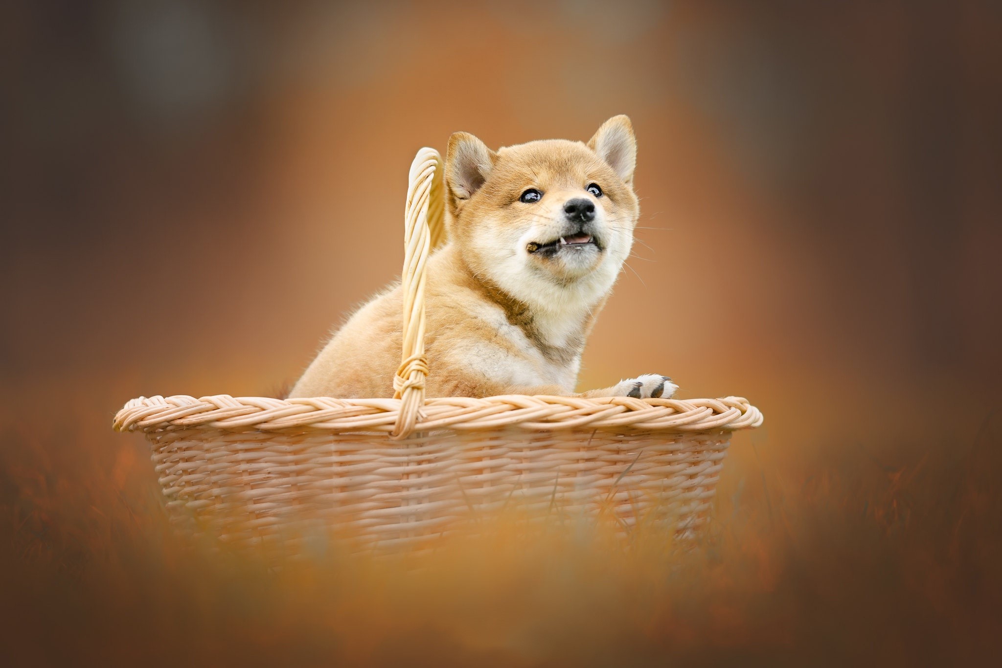 Shiba Inu puppy in a basket HD Wallpaper