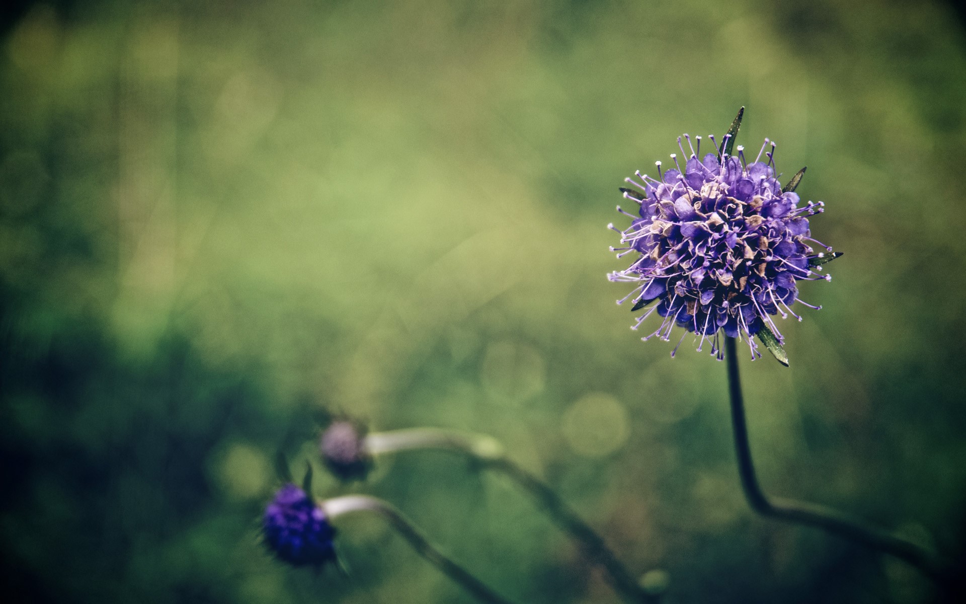 Purple flower with shallow depth of field HD Wallpaper