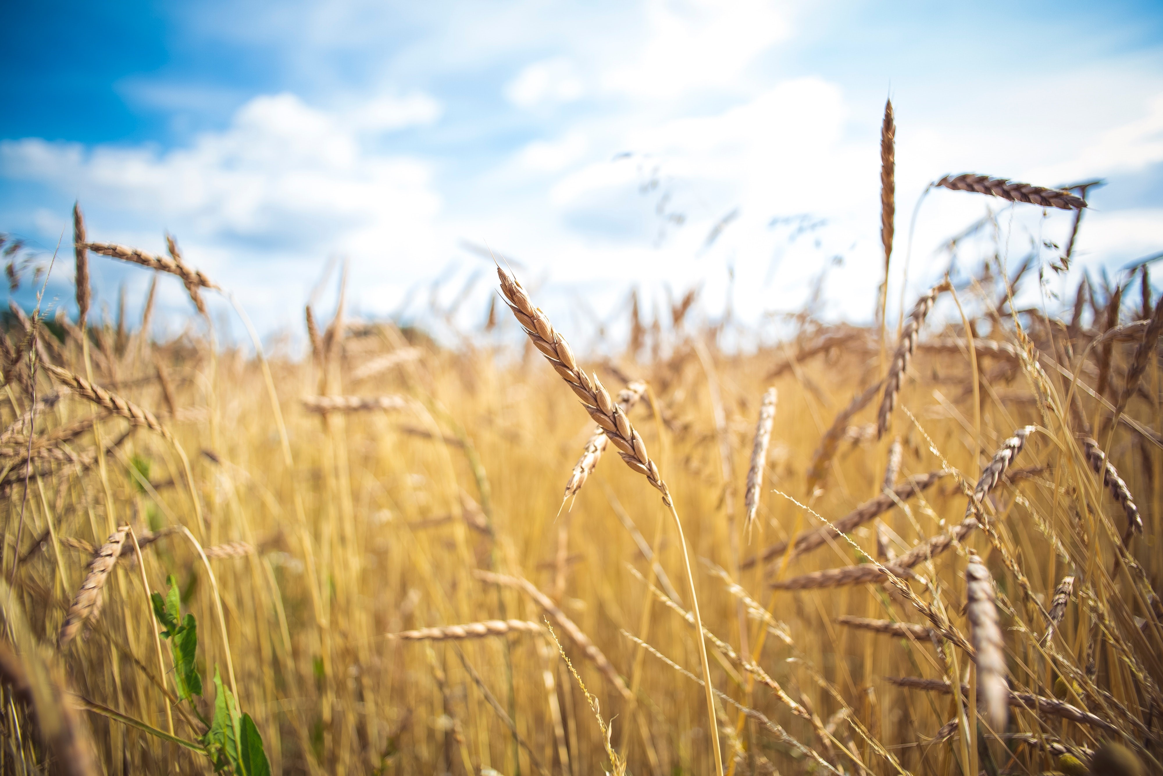 Wheat Field Under Blue Sky with Clouds HD Wallpaper