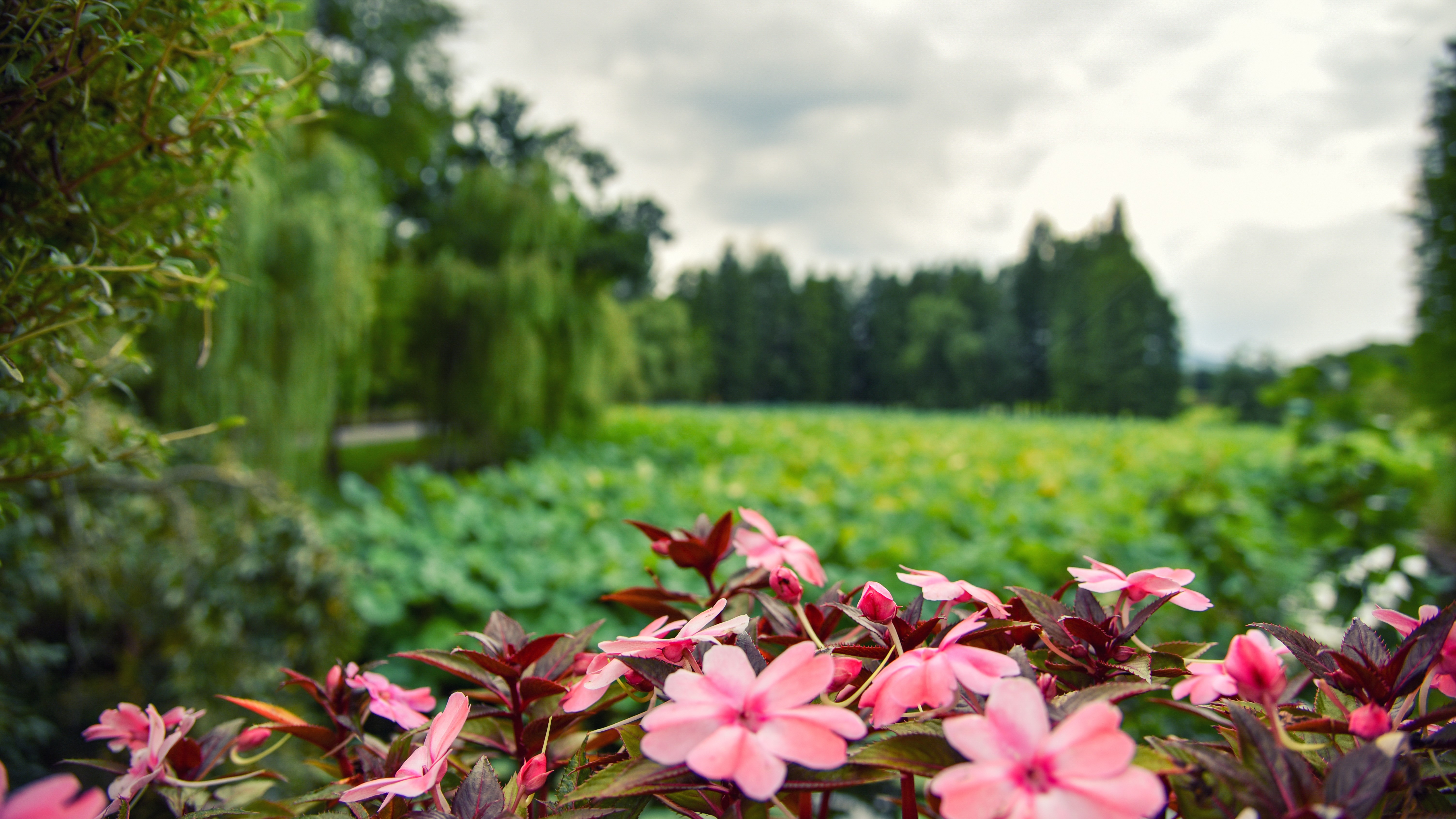 Pink impatiens flowers in a garden with green background HD Wallpaper