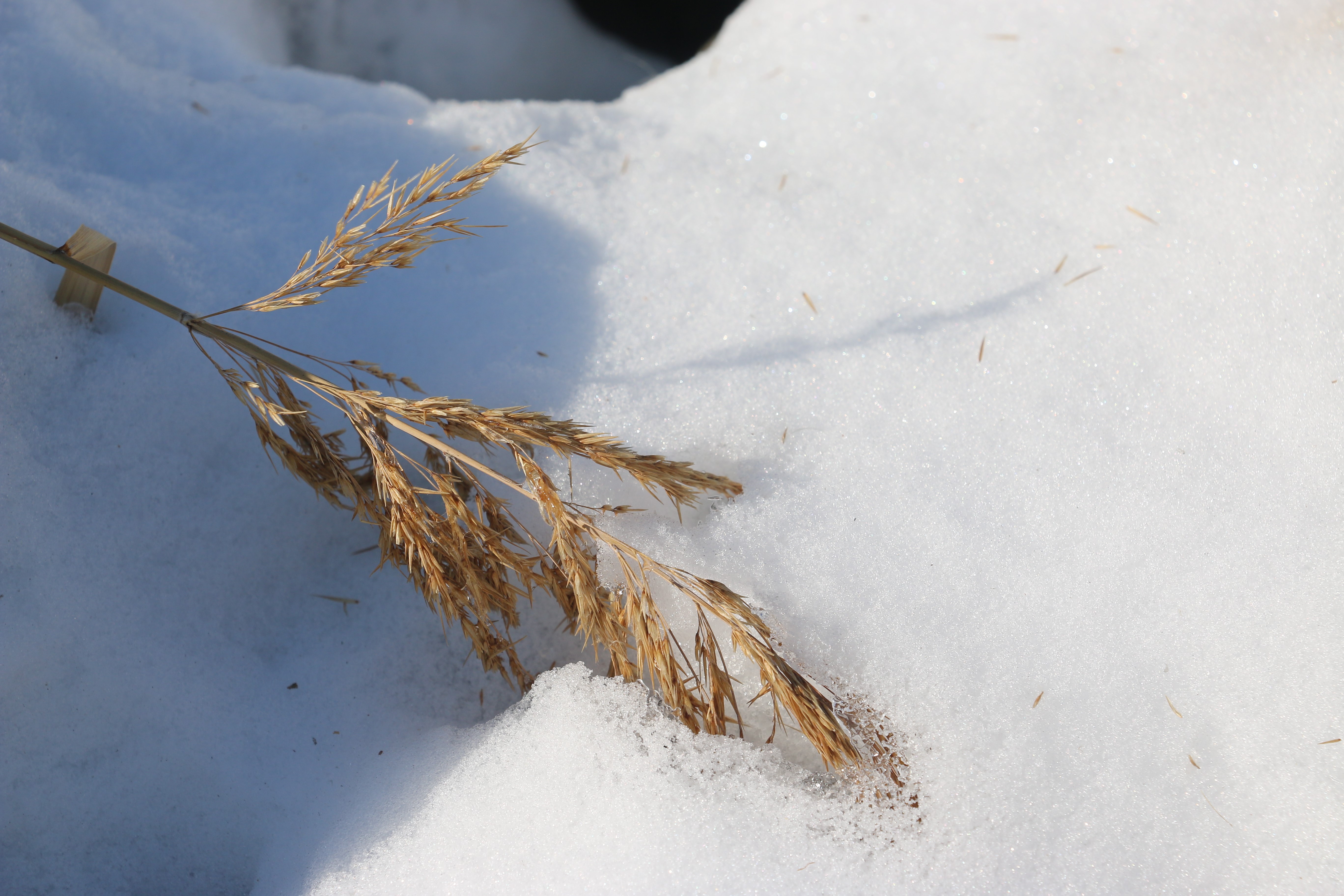 Dry grass stalk in snow HD Wallpaper