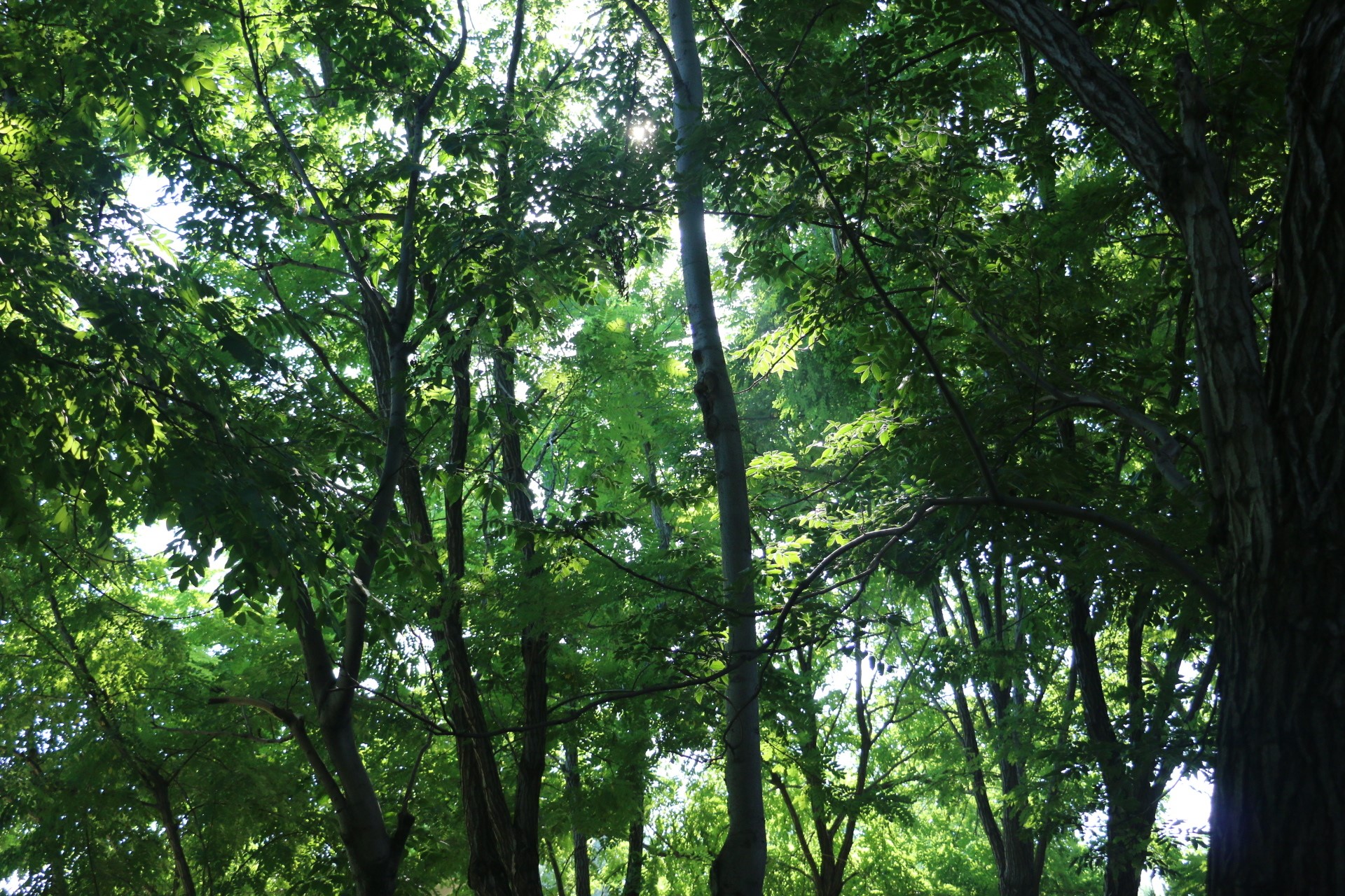 Sunlight filtering through green trees in a forest HD Wallpaper