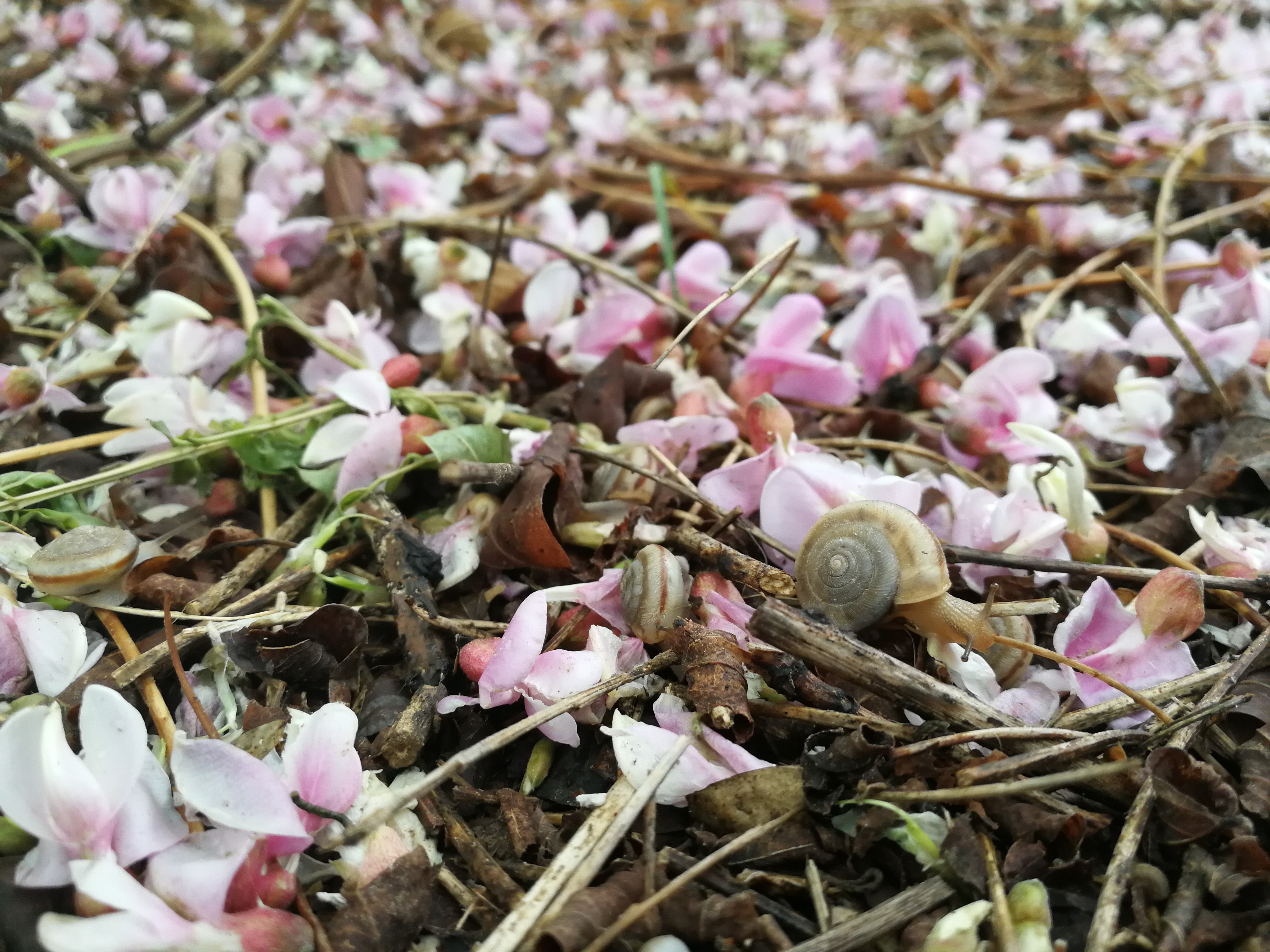 Snails and pink blossoms on the ground HD Wallpaper