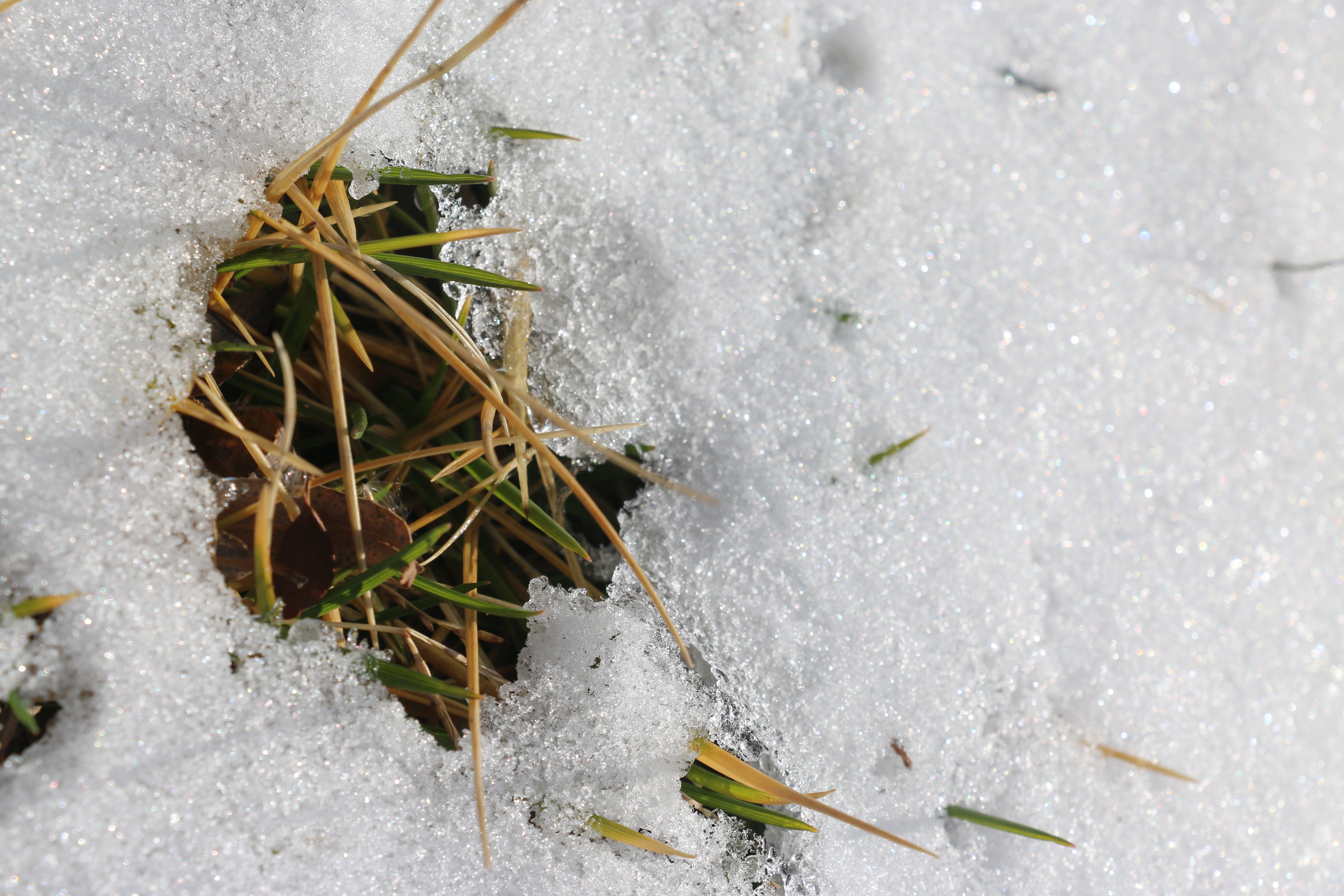 Close-up of grass and snow HD Wallpaper