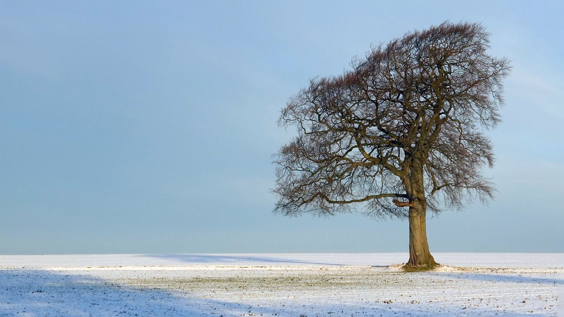Bare tree in a snowy field under a clear sky HD Wallpaper