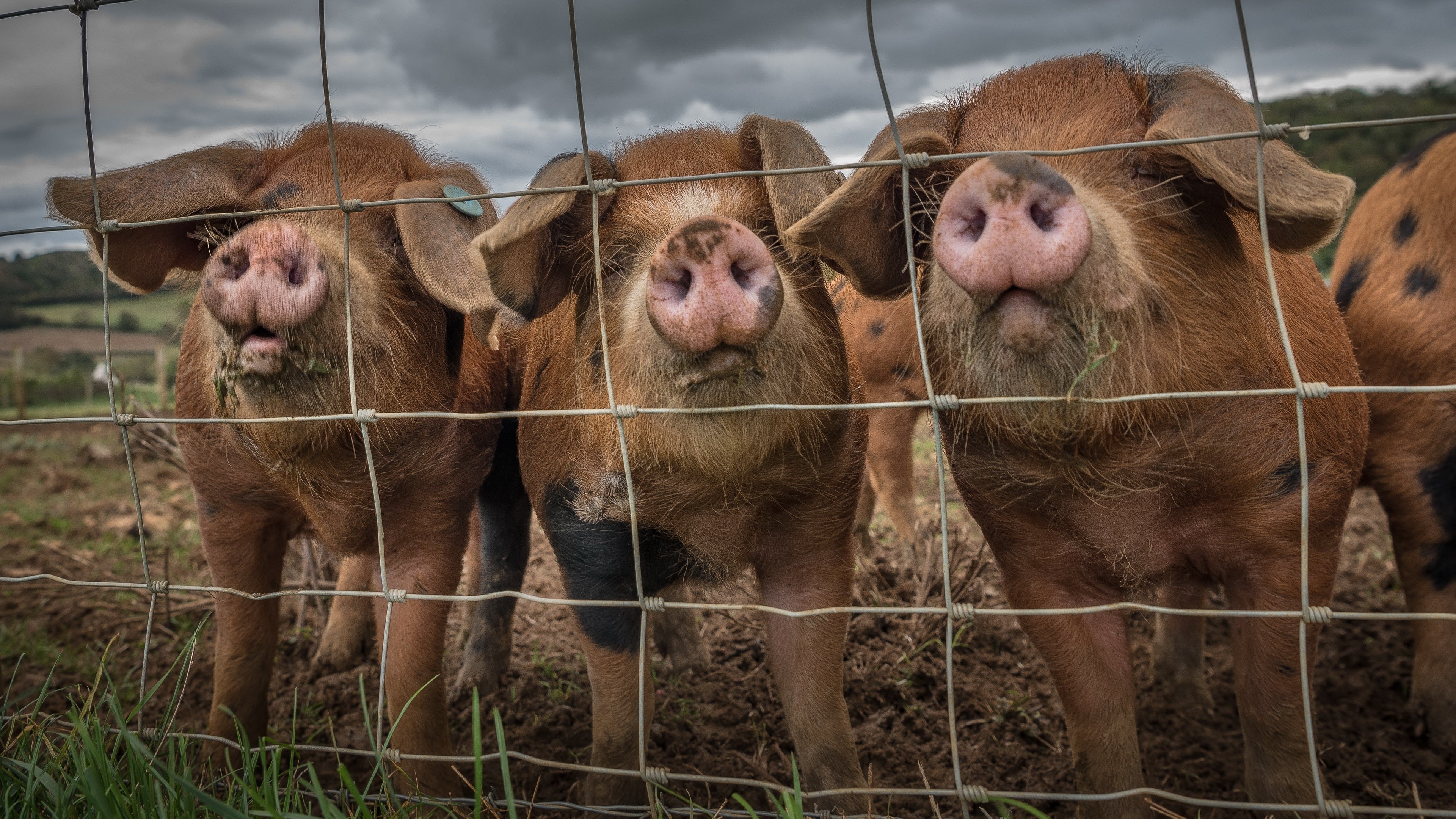 Three pigs behind a fence on a farm HD Wallpaper