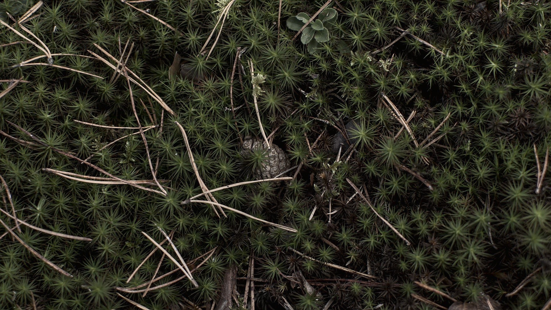 Forest floor with moss and pine needles HD Wallpaper