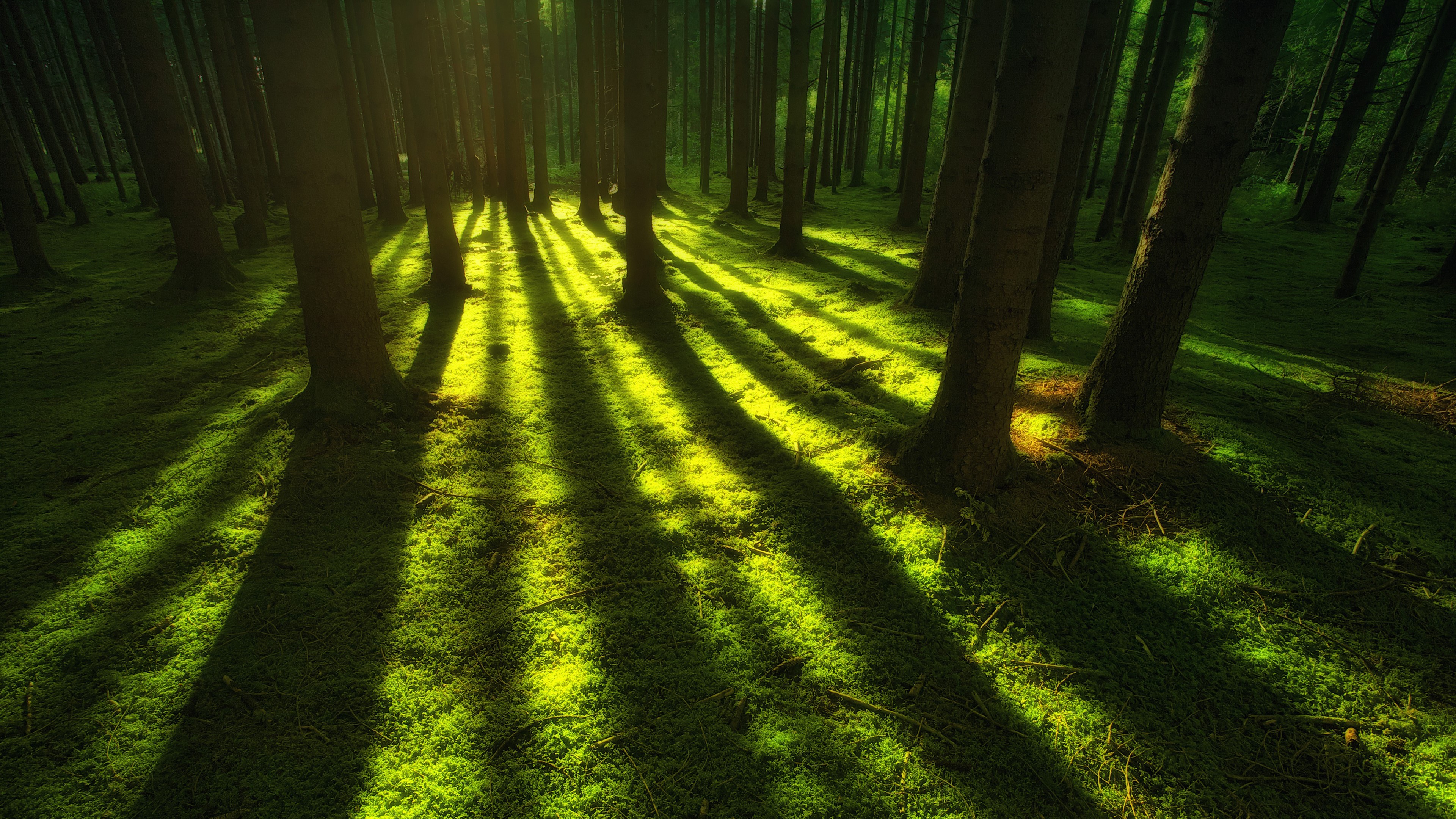 4K forest with sun rays and shadows HD Wallpaper