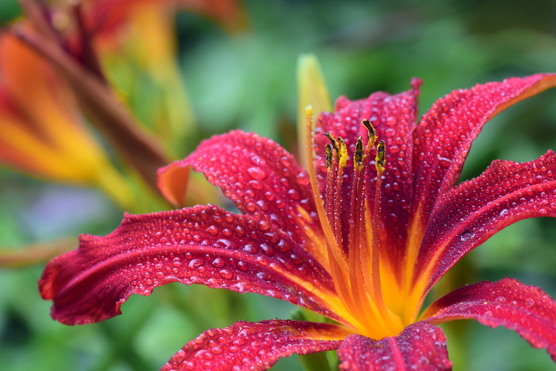 Red Lily Flower with Water Droplets HD Wallpaper