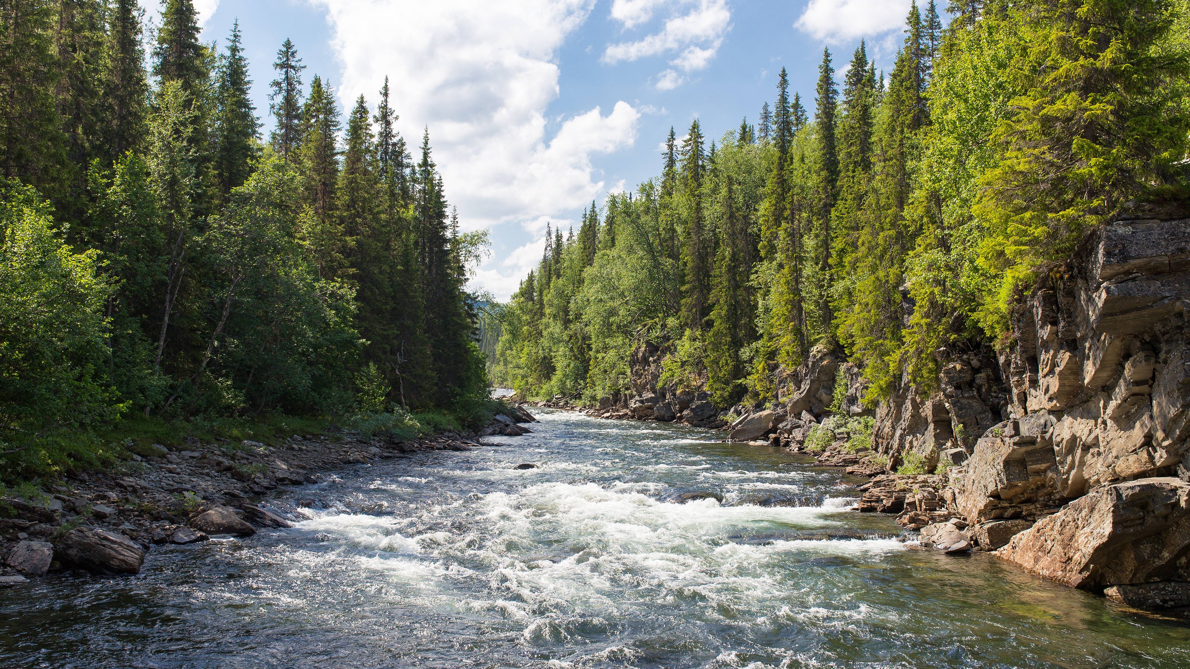 River flowing through a pine forest HD Wallpaper