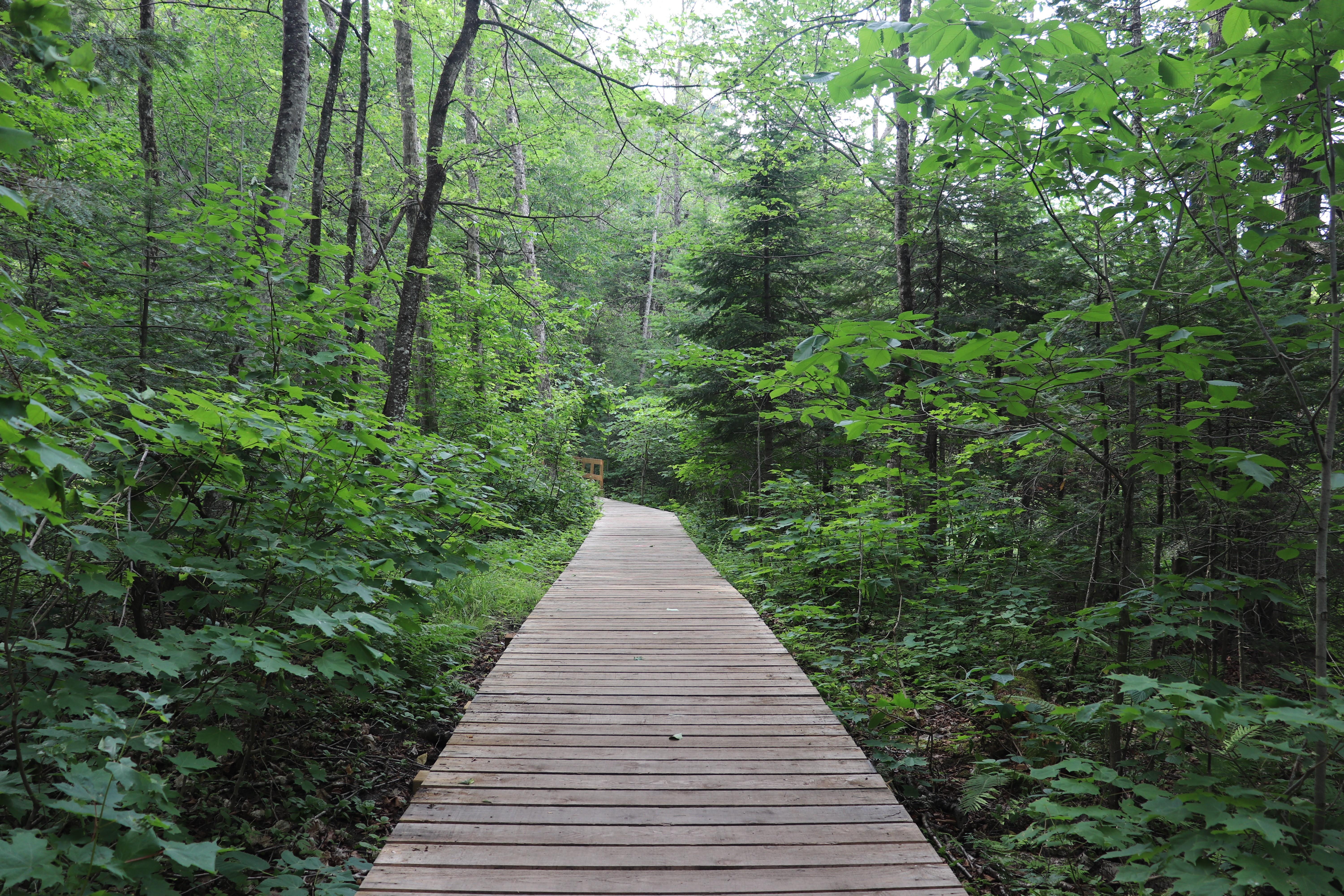 Wooden boardwalk through a green forest HD Wallpaper