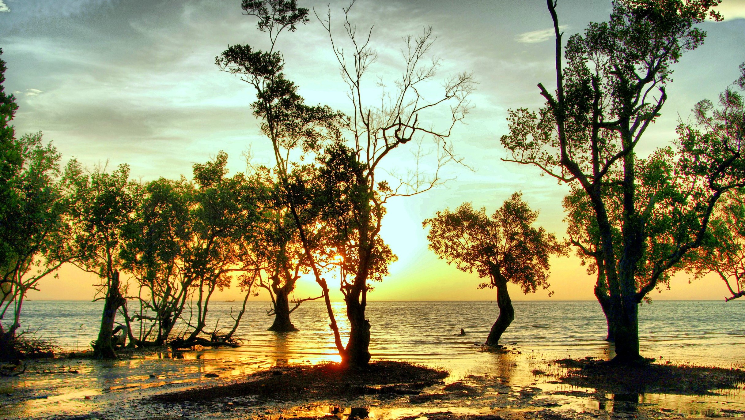 Trees on a beach at sunset HD Wallpaper