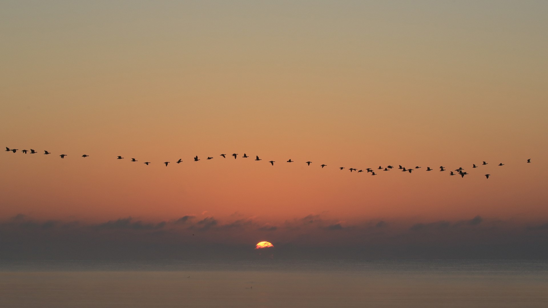 Birds flying in formation at sunset over the ocean HD Wallpaper