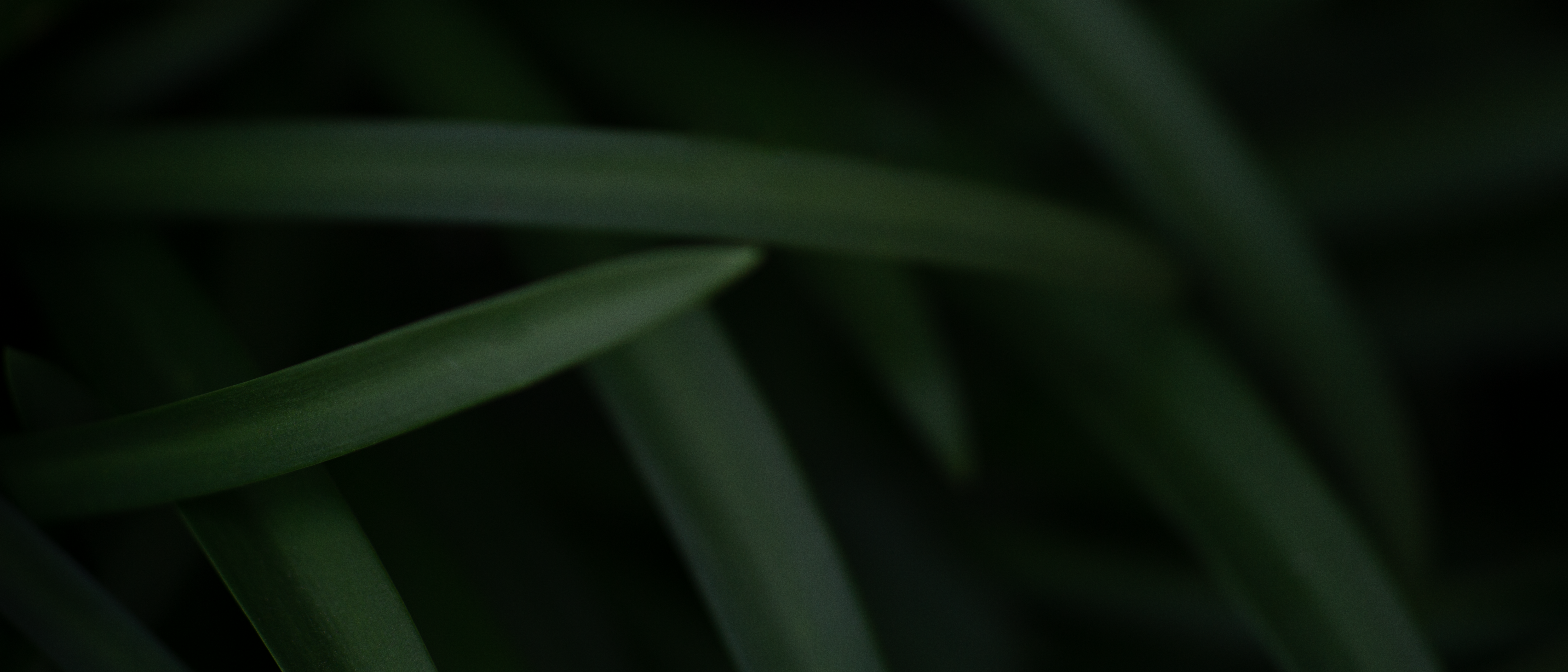 Close-up of dark green grass blades HD Wallpaper