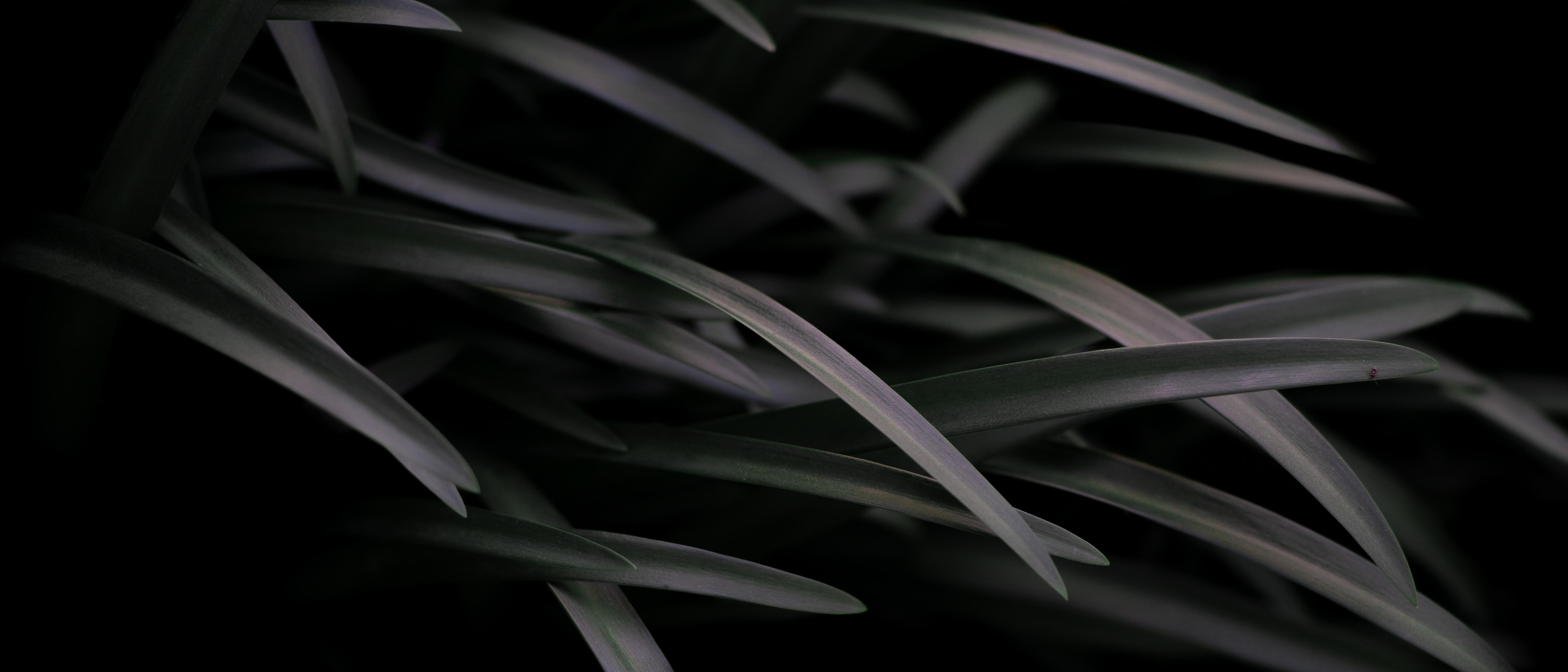 Close-up of dark green grass blades HD Wallpaper