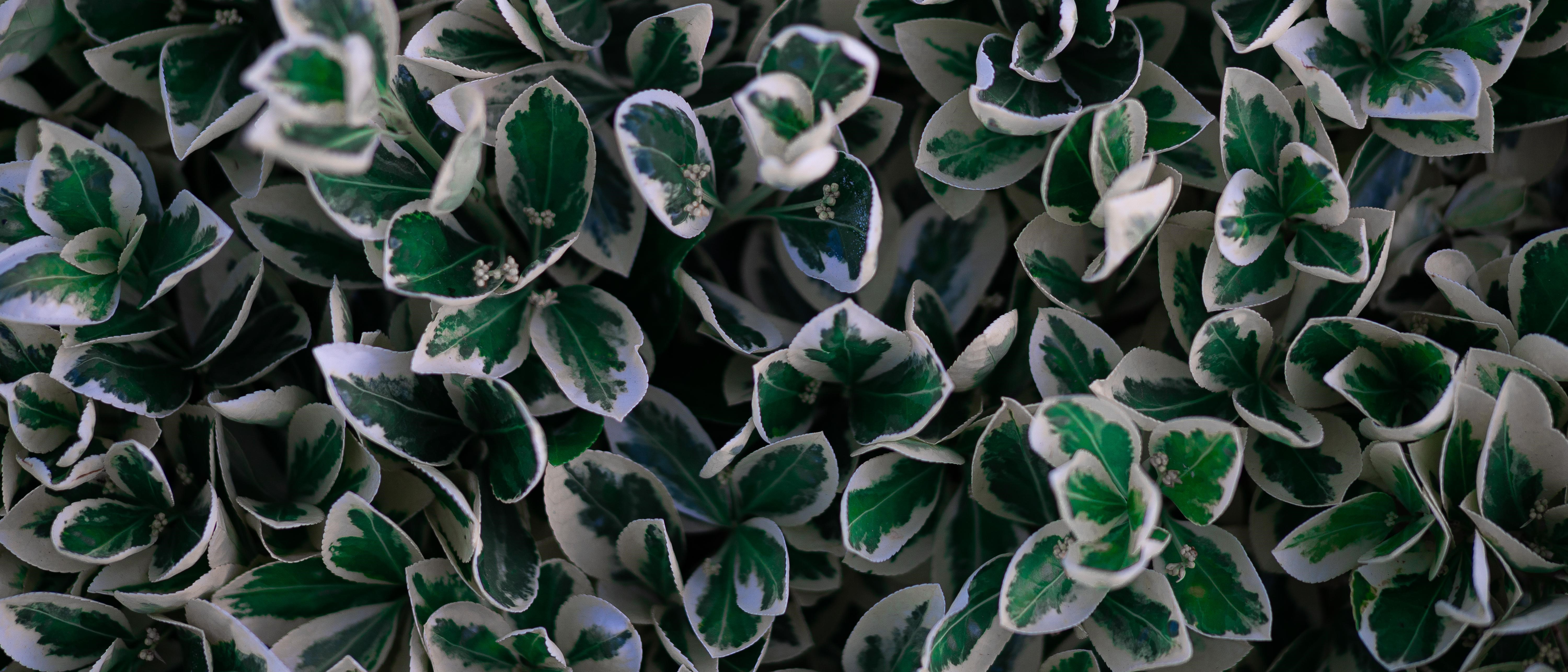 Variegated Euonymus Shrubs HD Wallpaper