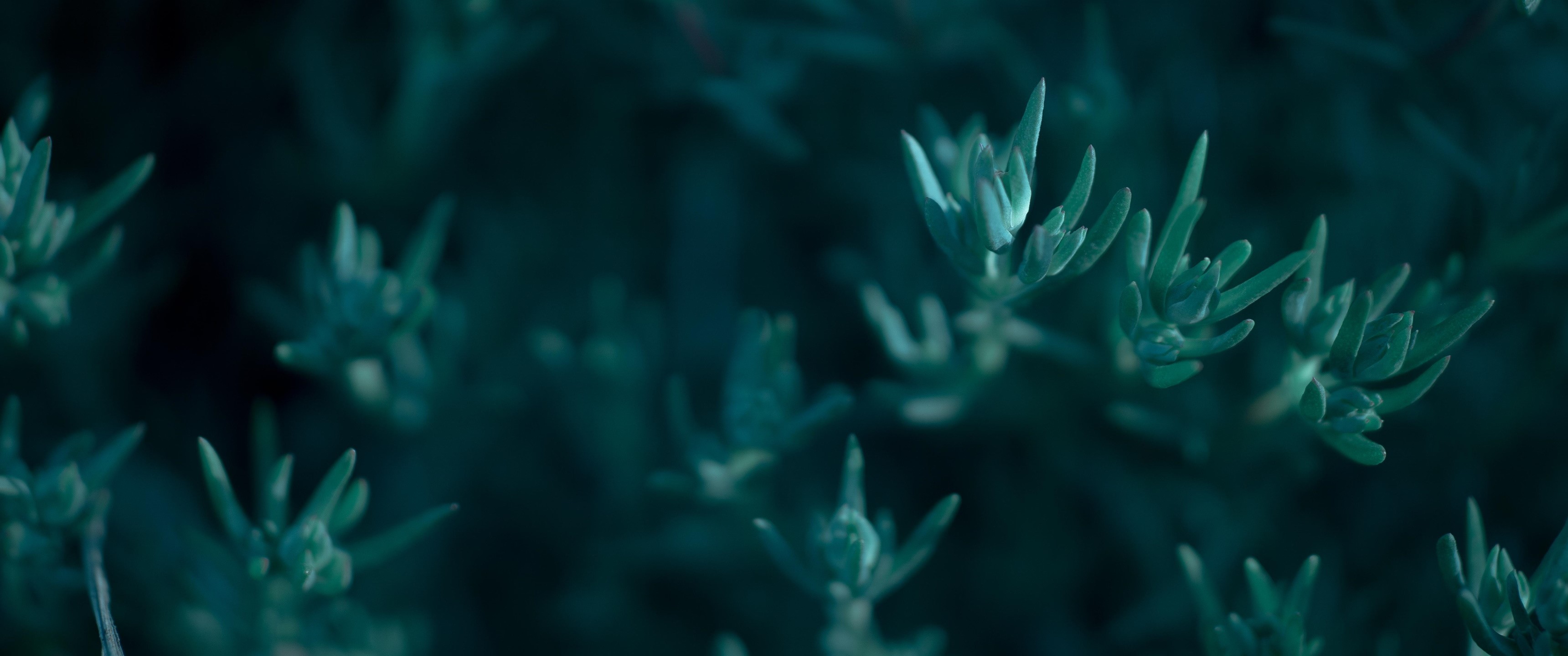 Close-up of teal succulent plants HD Wallpaper