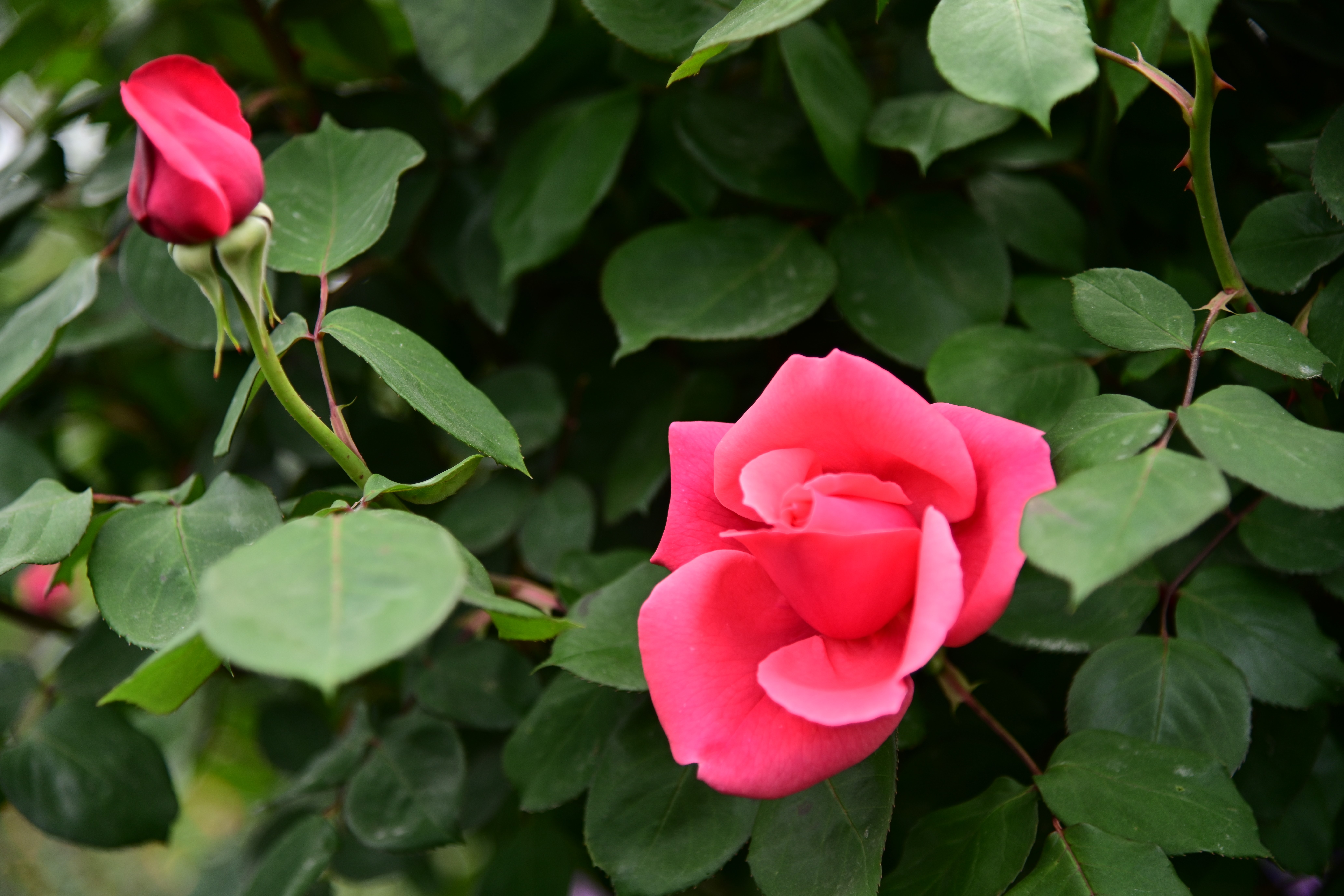 Pink rose and bud in a garden HD Wallpaper