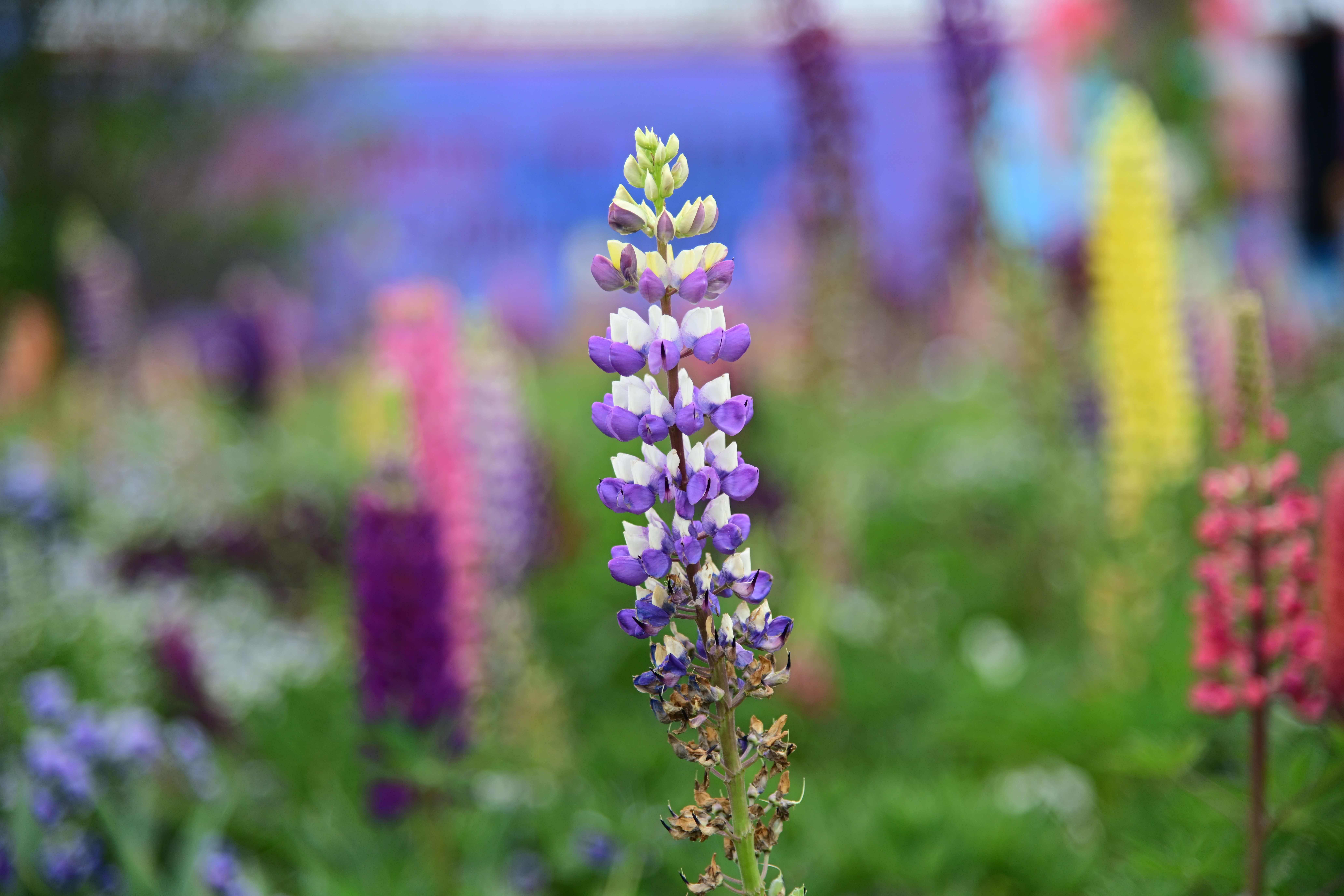 4K colorful lupine flowers in a garden HD Wallpaper