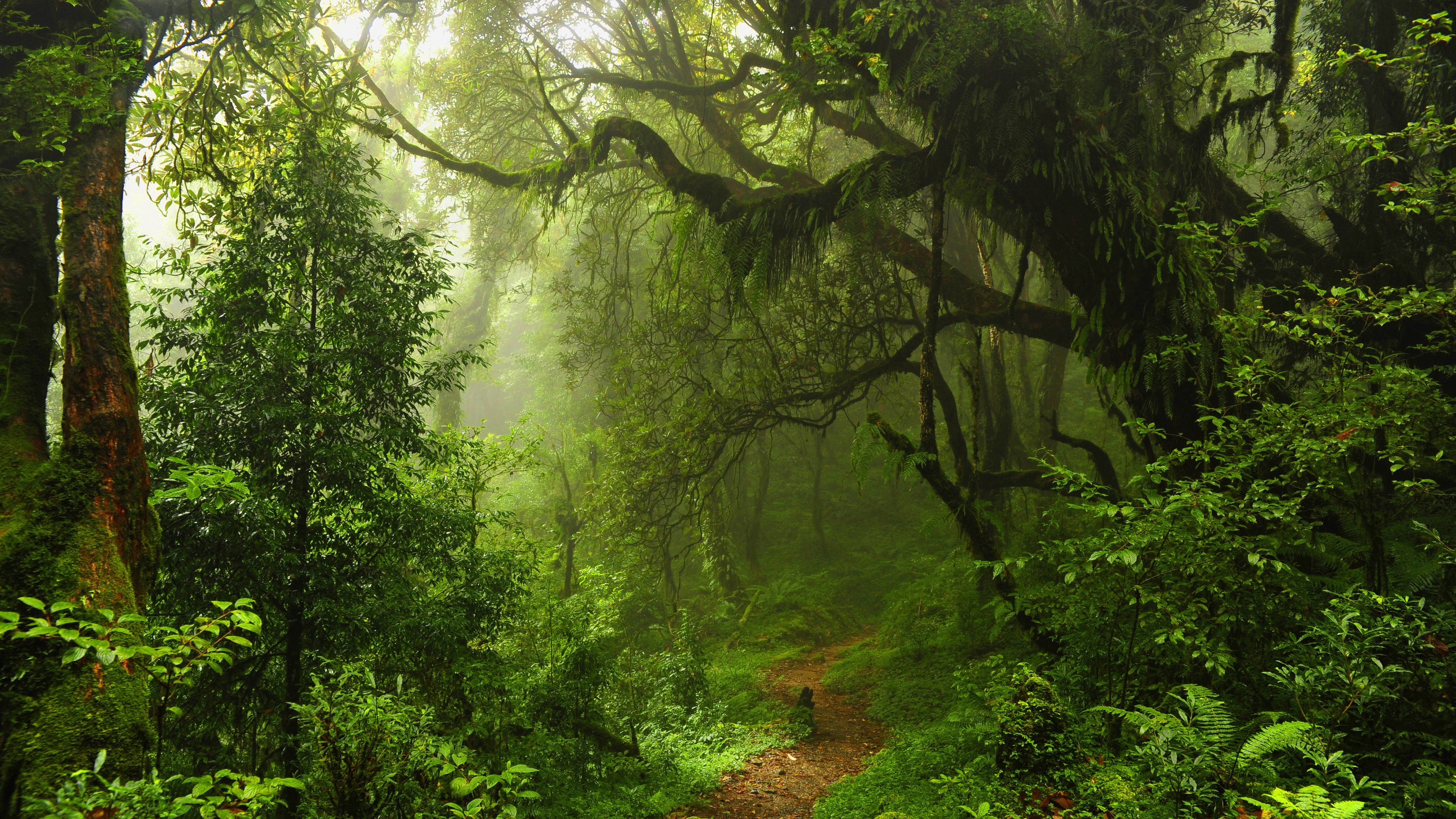 4K green misty forest with a path HD Wallpaper