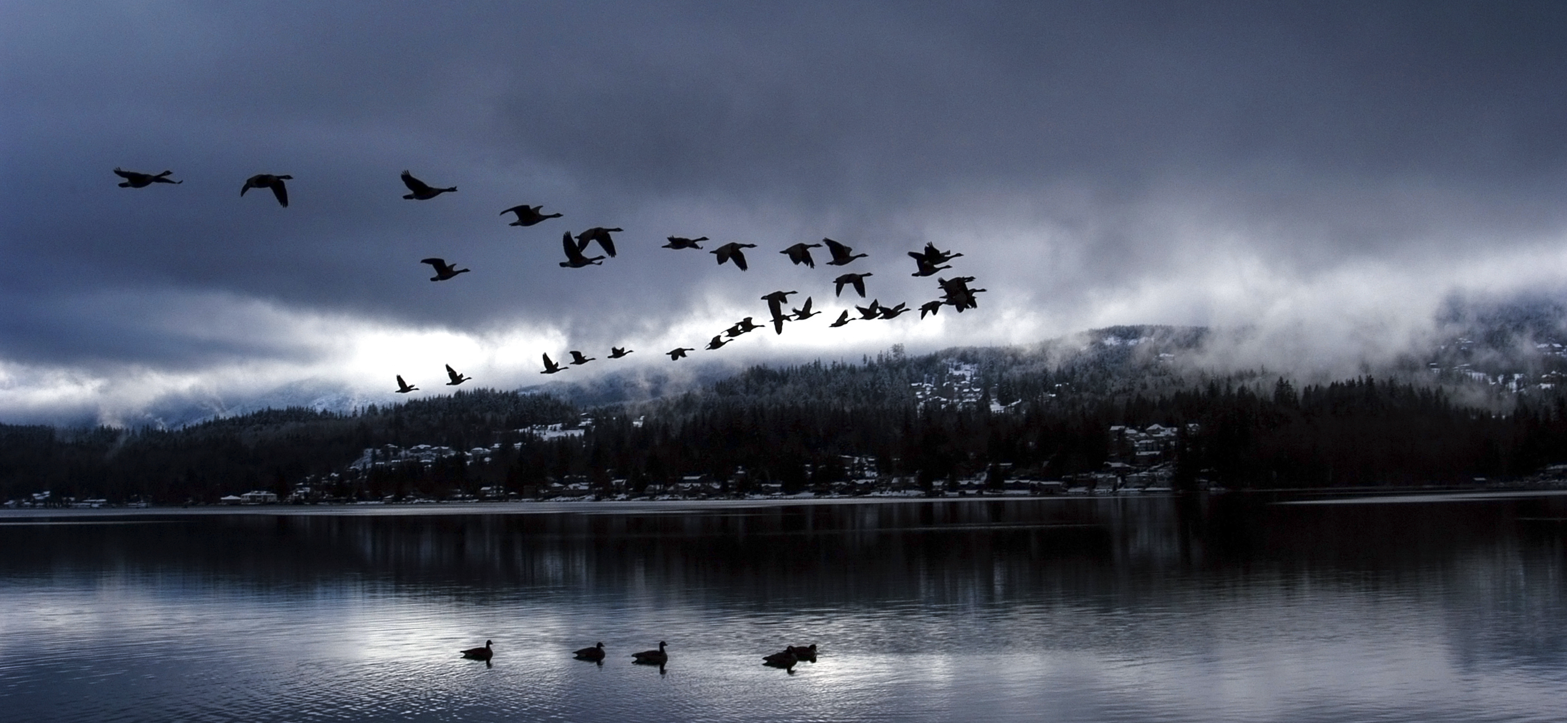 Geese flying over a lake with misty mountains HD Wallpaper