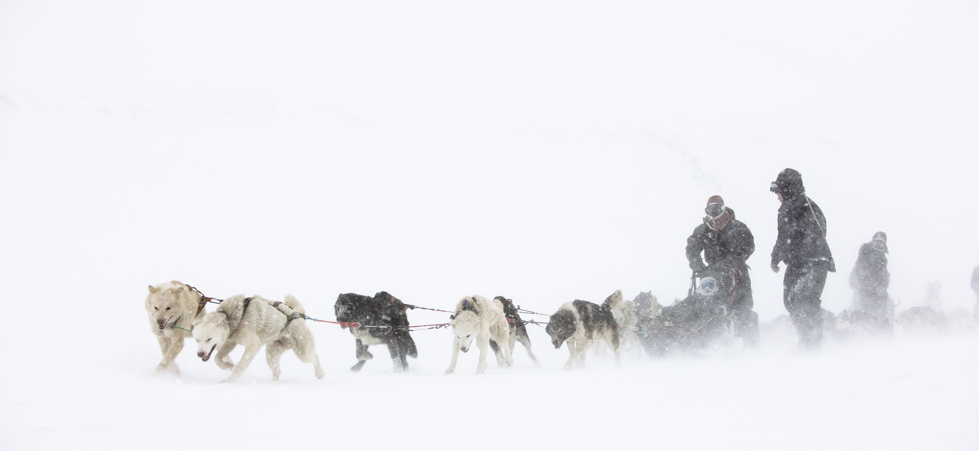 Dog sled team pulling sled through a snowstorm HD Wallpaper