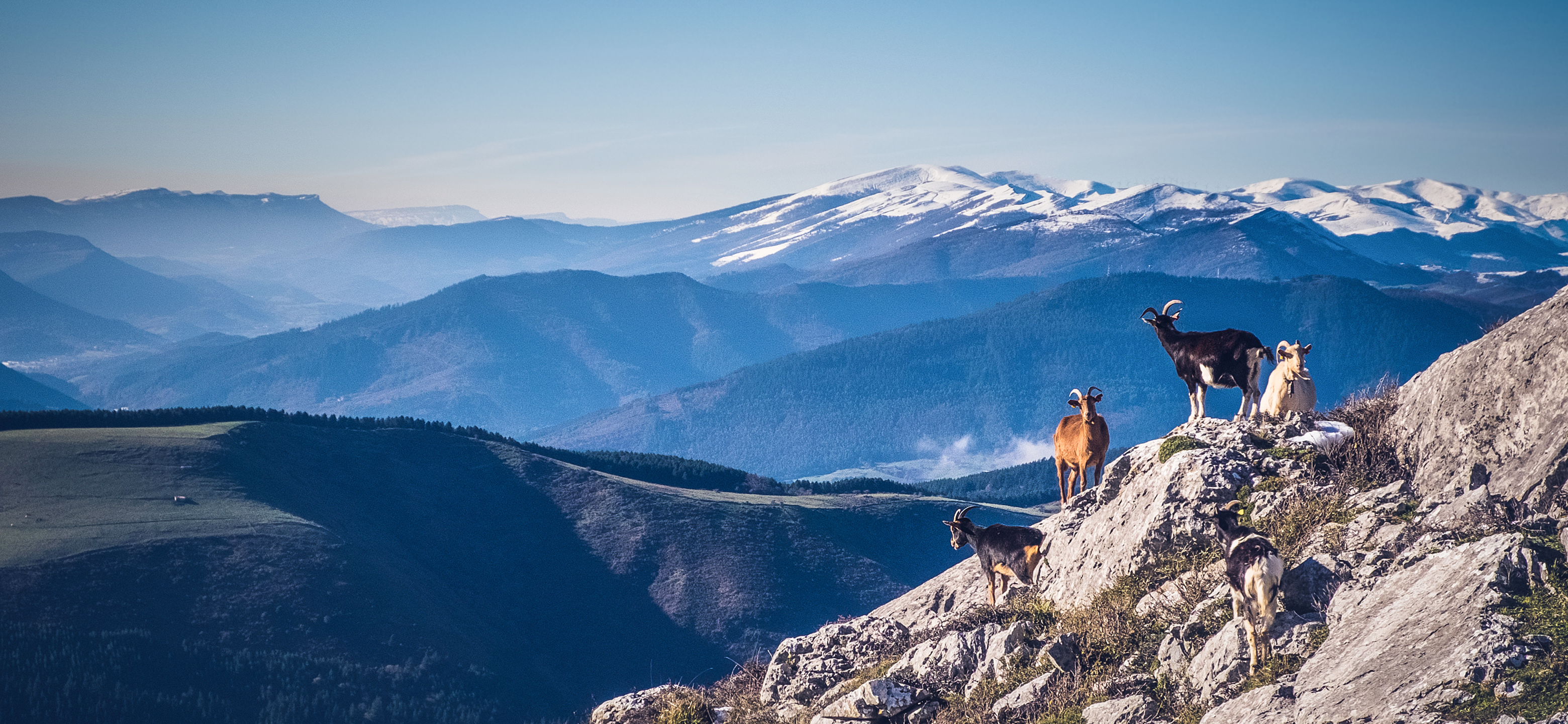 Goats on a rocky mountain with snow-capped peaks in the background HD Wallpaper