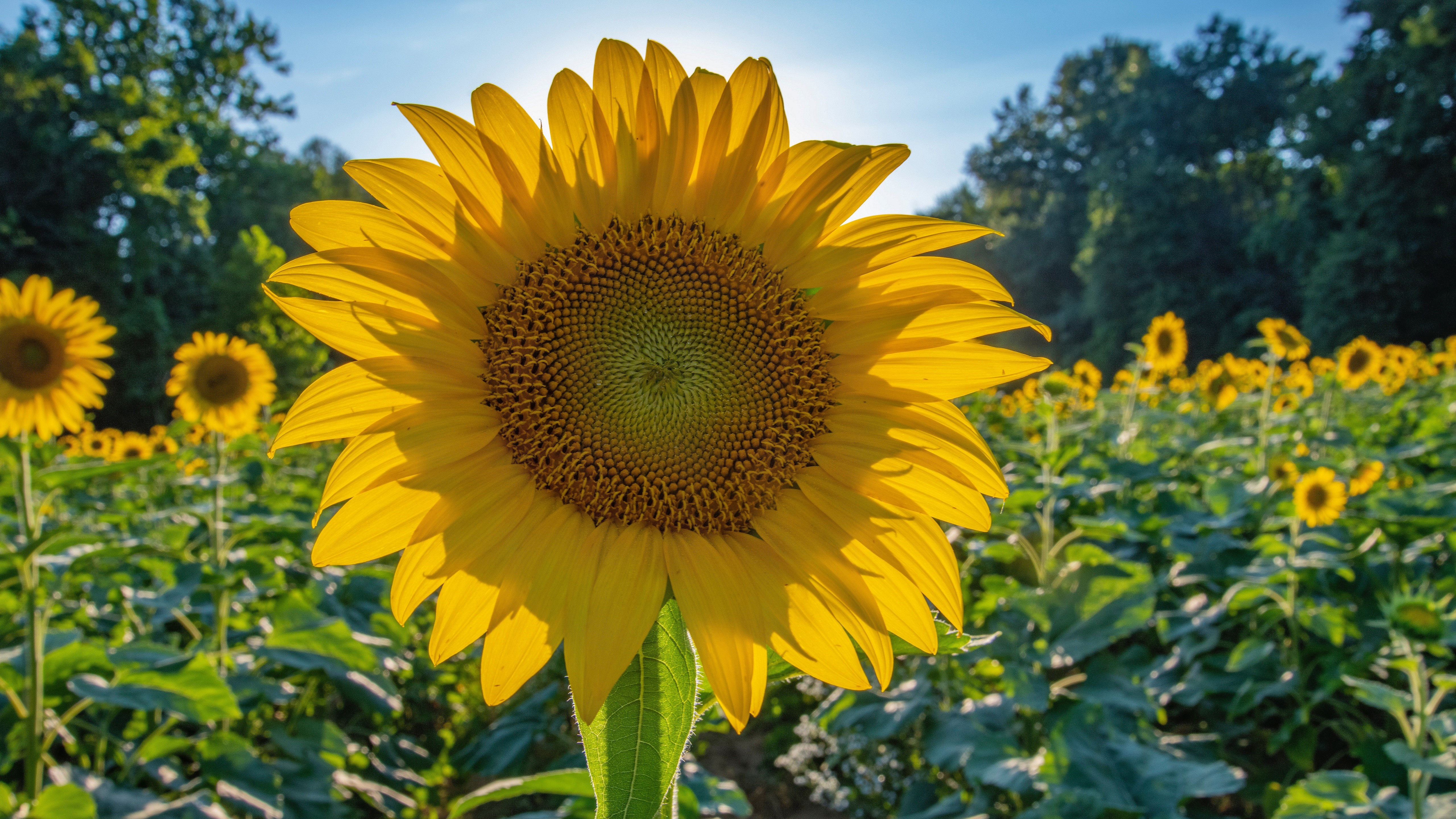 4K Close-up of a Sunflower in a Field HD Wallpaper