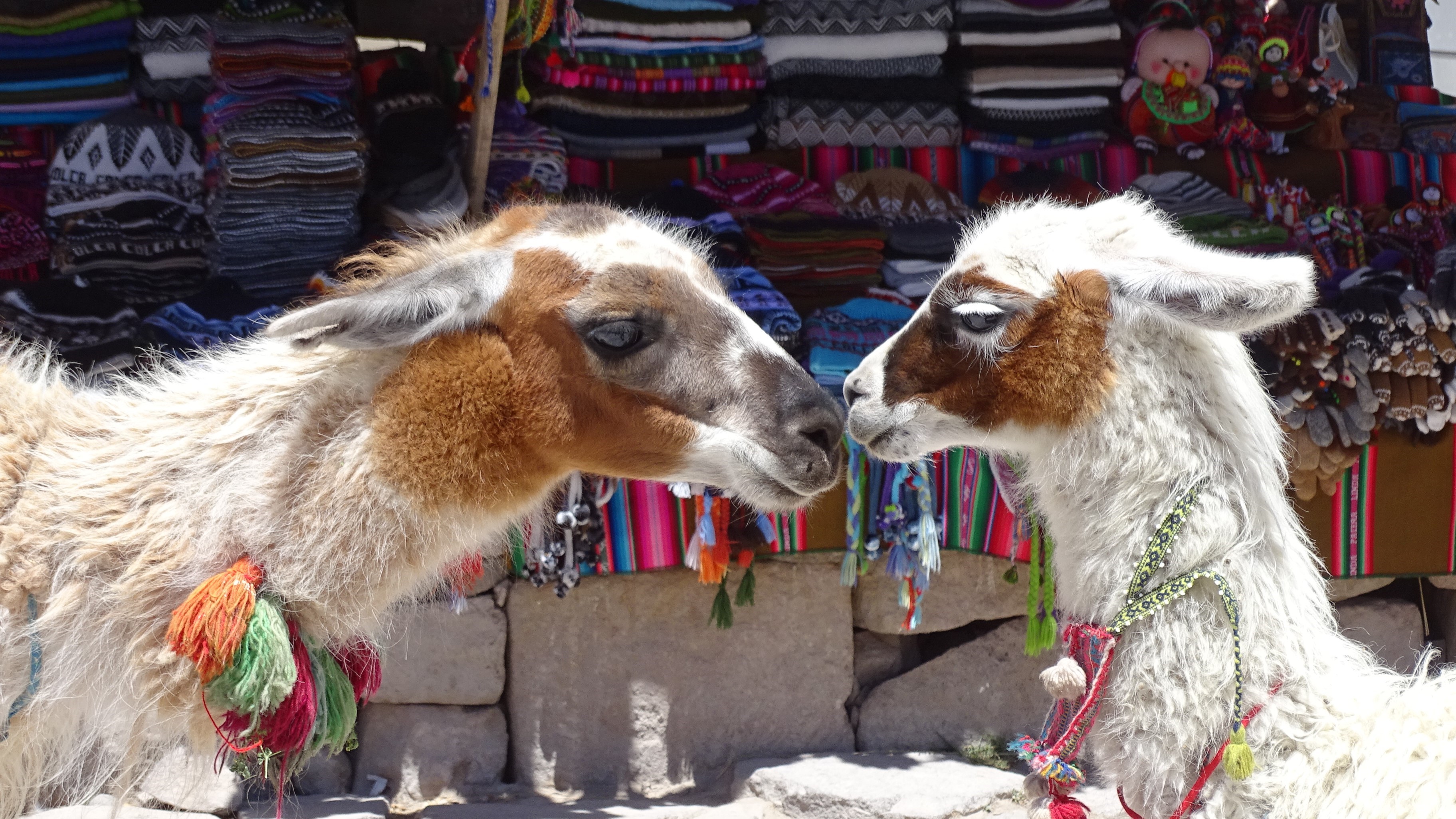 Two llamas in front of a market stall in Peru HD Wallpaper