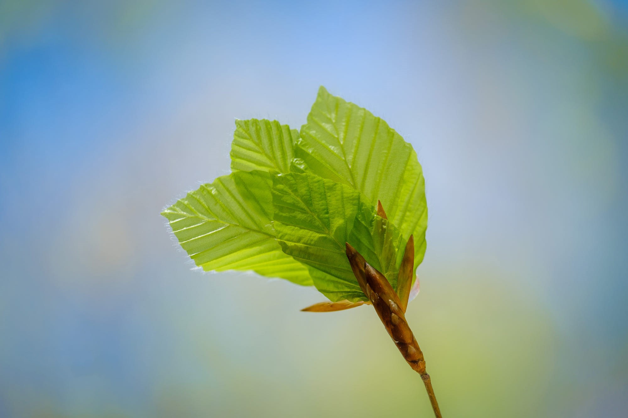 Close-up of young green leaves and buds on a branch HD Wallpaper