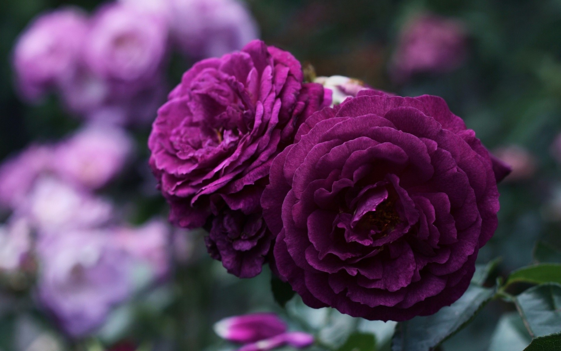 Two deep purple roses in bloom HD Wallpaper