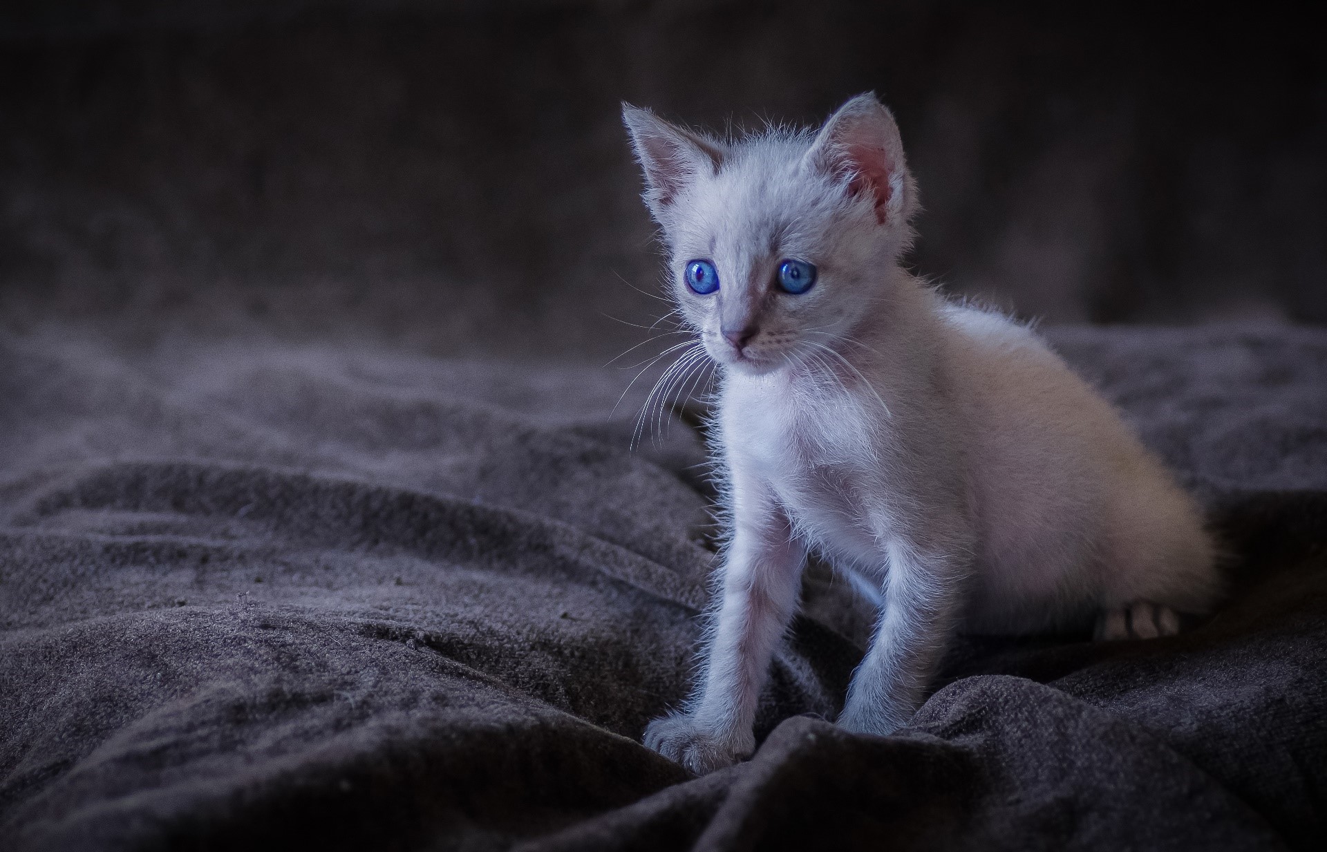 A fluffy white kitten with bright blue eyes HD Wallpaper